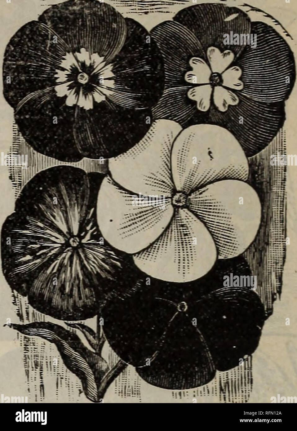 . Les graines. Pépinière Wisconsin Milwaukee catalogues ; catalogues ; Graines de légumes graines de fleurs de catalogues. Flammenblume ; pétunia. Xif 2(ngudt fit roie bie ber anbeten (£om = merblumen fultioirt, unb homme dans löpfen ober im freien €anbe. 2&gt;urd) (Snifpi^in er = gielt man eine größere erg $"eigung fompaftem öucf bei 2)§ unb erstem(33 enretc^ütt;tt)um. Petunia hybrida, fe'^SJfifdmng öne ou fd, erfte Dualität. Gefüllte, Gemixt. Par Paquet 15c Primula chinensis, Flammenblume. Stern oon bürg. ^ßrimelfamen feimt fefyr souvent un =Cj uebun = regelmäßig, e§^nötfug ift être alb,"^ ba'ß bie 2ui§§ bi faat 2gum gang luf gl Banque D'Images