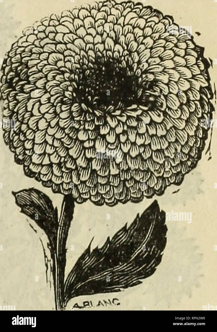 . Belles fleurs, fleurs, graines de légumes, de choix de bulbes, de nouvelles plantes, roses, ahlias cannas, fruits, arbustes, glaïeul, géraniums, Hardy, vignes etc.. Pépinière New York (État) ; Catalogues Catalogues fleurs ; graines de plantes ornementales ; catalogues, catalogues. CAMPANULA. CALENDULA. Le nom de cette fleur est dérivé du fait qu'il fleurit chaque calen- dar Mois de l'année. Si des semences sont semées tôt en pleine terre, les plantes seront en fleurs en juin, et fleurit en permanence. L'Oriole, Calendula, Ex- tra large, double et bril- liant jaune. Pkt. 3c. Le Calendula, Mari- Pot d'or. Un grand Banque D'Images