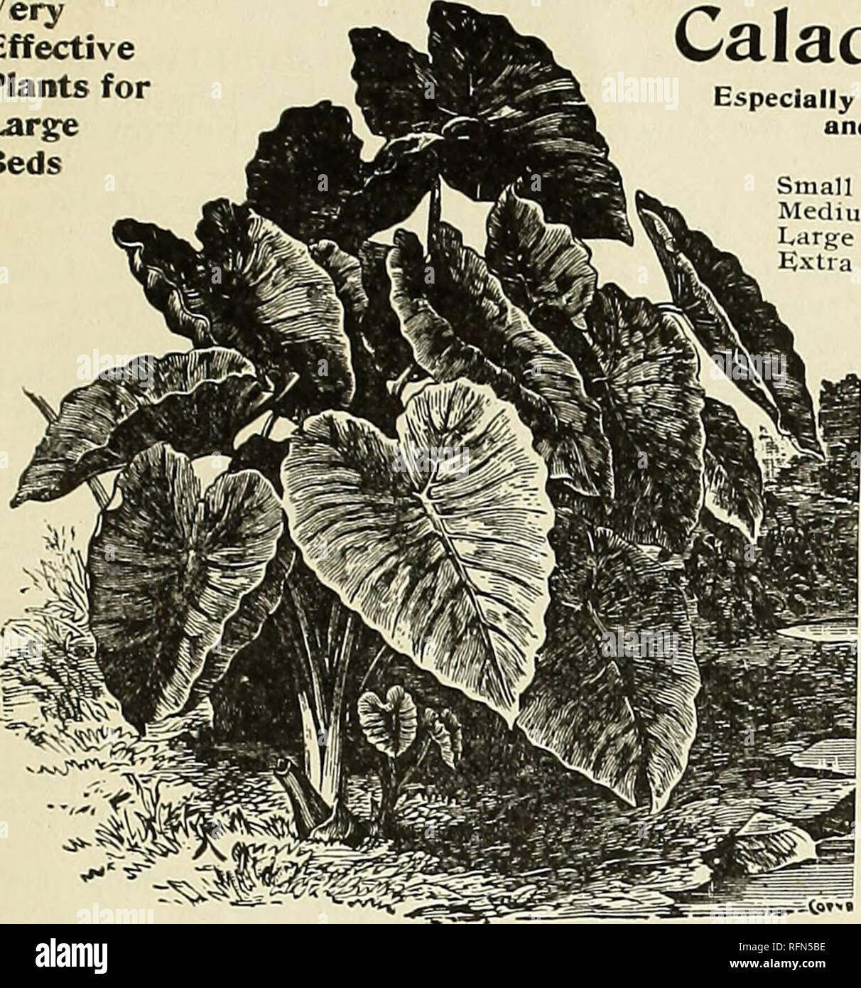 . Michell's de plus haute qualité. Catalogues commerciaux Pennsylvania Philadelphie ; catalogues ; graines légumes bulbes (plantes) ; Catalogues Catalogues de graines de fleurs ; Matériel et fournitures de jardinage Catalogues. 1018 MARKET ST. 39 Plantes très efficace pour de grands lits Caladium. Caladium (Elephant's ear). Dona Pedro de Alcantara. Beau feuillage vert clair avec du blanc entrelacé, à l'occasion de contact avec carmine. Imperatrice Theresa. Grandes feuilles en forme d'amende, d'un blanc crayeux, avec teinte rose foncé, rayons. Mme I. Sanders. De grandes feuilles vertes pellucide avec des points roses. Roncador. Rose très foncé, avec green Banque D'Images