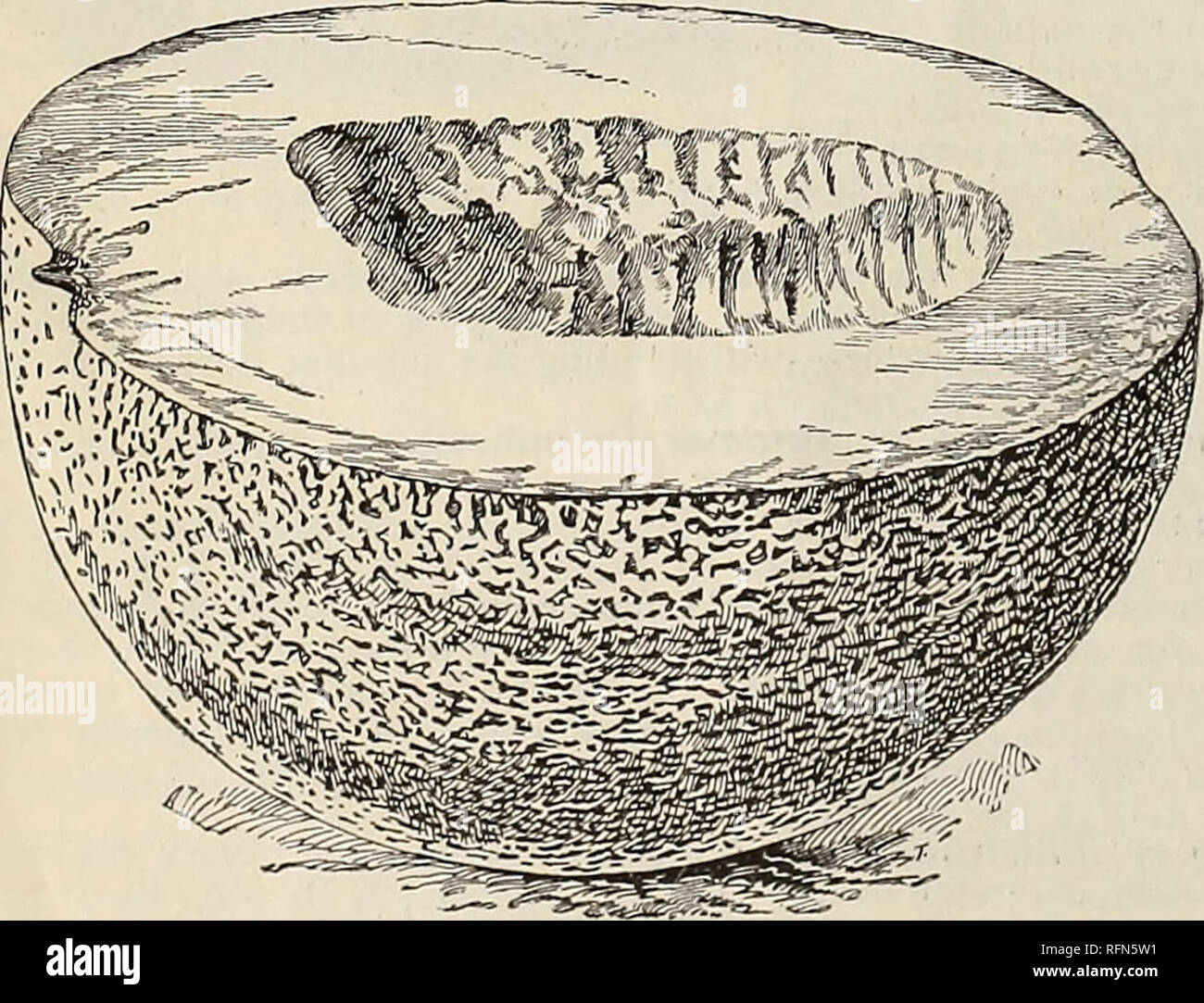 . Michell's de plus haute qualité. Catalogues commerciaux Pennsylvania Philadelphie ; catalogues ; graines légumes bulbes (plantes) ; Catalogues Catalogues de graines de fleurs ; Matériel et fournitures de jardinage Catalogues. Poireau Poireau (Fr.). Grand Poireau Musselburgh. Lauch (All.). Trop LCCk une once pour pieds. Planter la graine en avril, dans un pied en dehors des exercices et un pouce de profondeur. Lorsque six ou huit pouces de haut, retirer les plantes pour sol riche et profond, les fixant dans les lignes 12 à 15 pouces à part dans les lignes ; plante aussi profond que possible, au cours de la croissance et attirer la terre à eux de faire blanchir les tiges. Une once produira des ab Banque D'Images