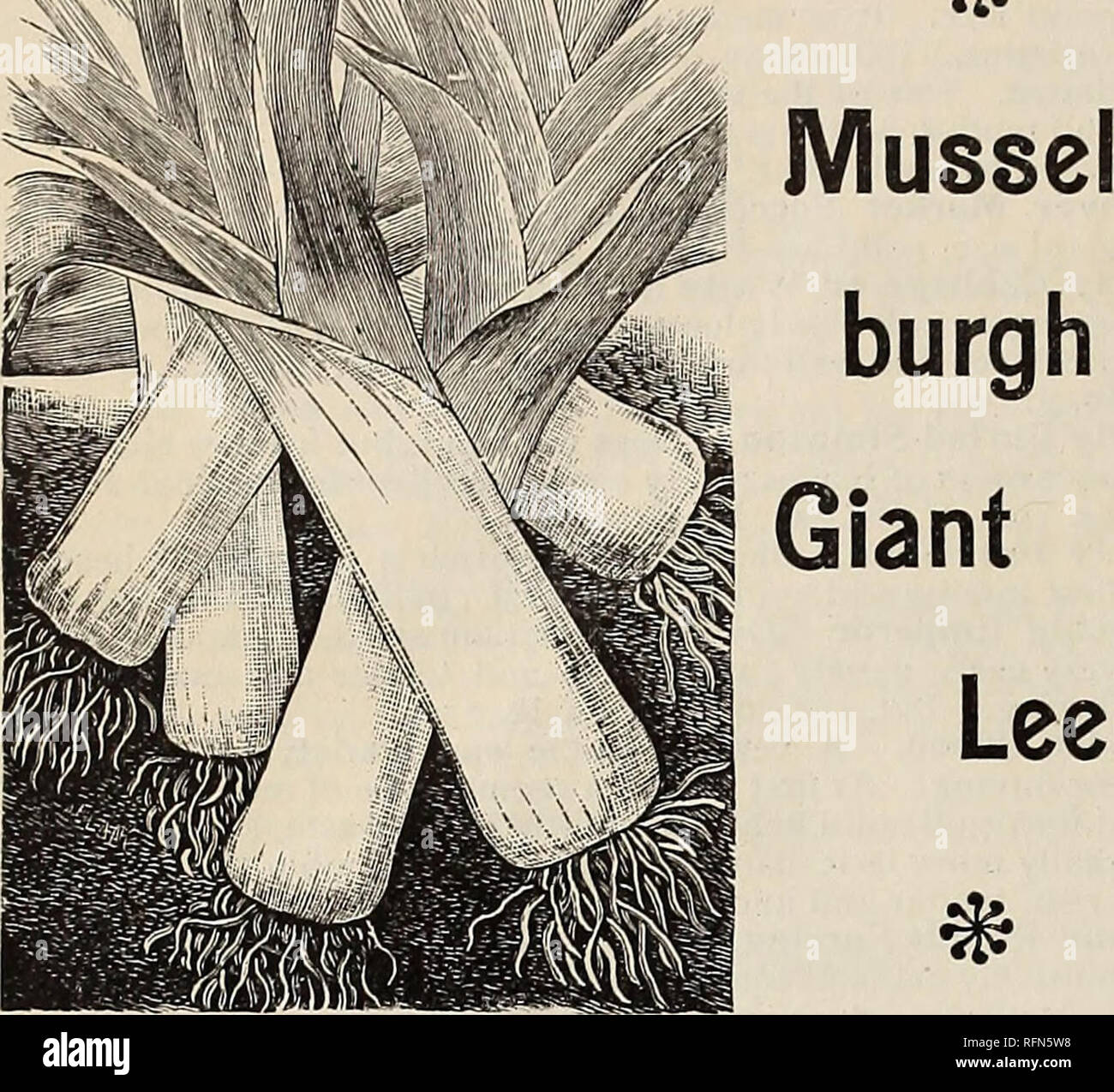 . Michell's de plus haute qualité. Catalogues commerciaux Pennsylvania Philadelphie ; catalogues ; graines légumes bulbes (plantes) ; Catalogues Catalogues de graines de fleurs ; Matériel et fournitures de jardinage Catalogues. M ichel LSjj CATALOGUE^ «4*. Poireau Poireau (Fr.). Grand Poireau Musselburgh. Lauch (All.). Trop LCCk une once pour pieds. Planter la graine en avril, dans un pied en dehors des exercices et un pouce de profondeur. Lorsque six ou huit pouces de haut, retirer les plantes pour sol riche et profond, les fixant dans les lignes 12 à 15 pouces à part dans les lignes ; plante aussi profond que possible, au cours de la croissance et attirer la terre à eux de les blanchir ste Banque D'Images