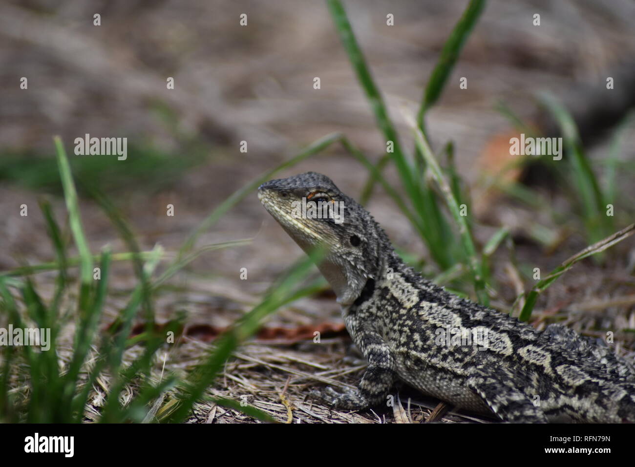 Profil de dragon barbu. Banque D'Images