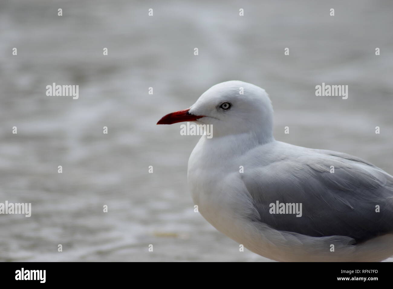 Fermer- vous profil de mouette bec rouge Banque D'Images