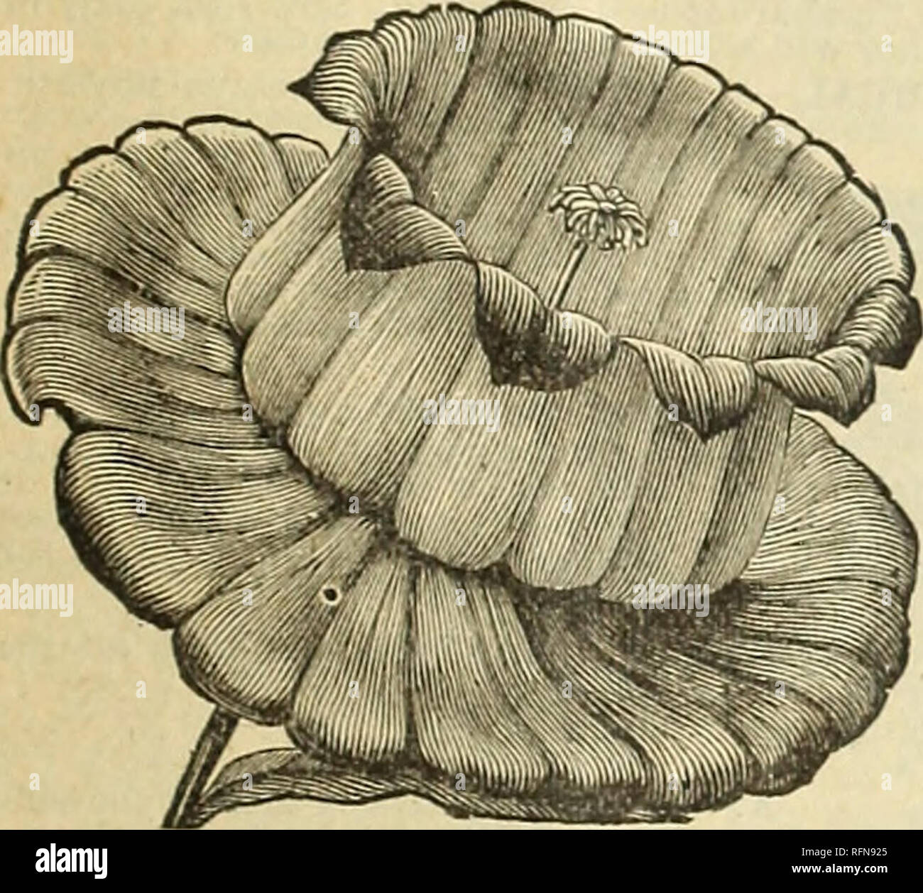 . Choix des graines de l'Iowa : deuxième édition de la 27e assemblée annuelle catalogue et guide de jardin. Des Moines Iowa de pépinière de plantes ornementales ; catalogues, catalogues Catalogues ; légumes ; les fleurs ; les catalogues de matériel et fournitures de jardinage Catalogues. ORIOLE.- L'utilisation des largo fleurs doubles sont incroyablement riches et brillants dans le ton, d'un jaune doré brillant intensément, gagné- derfully florifère Pkt. 10c. Mixte FINE.-Pkt. 3c. CAMPANULA. SPECULUM.- (Venus' à la vitre.) beau pour les masses : hardy, bloom- ers. Le double mixte. Pkt. 5c. Tasse et soucoupe.-Un beau varie- ty. Tho bell est près de quatre pouces. Banque D'Images