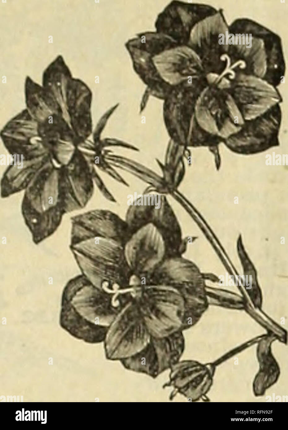 . Choix des graines de l'Iowa : deuxième édition de la 27e assemblée annuelle catalogue et guide de jardin. Des Moines Iowa de pépinière de plantes ornementales ; catalogues, catalogues Catalogues ; légumes ; les fleurs ; les catalogues de matériel et fournitures de jardinage Catalogues. ORIOLE.- L'utilisation des largo fleurs doubles sont incroyablement riches et brillants dans le ton, d'un jaune doré brillant intensément, gagné- derfully florifère Pkt. 10c. Mixte FINE.-Pkt. 3c. CAMPANULA. SPECULUM.- (Venus' à la vitre.) beau pour les masses : hardy, bloom- ers. Le double mixte. Pkt. 5c. Tasse et soucoupe.-Un beau varie- ty. Tho bell est près de quatre pouces. Banque D'Images
