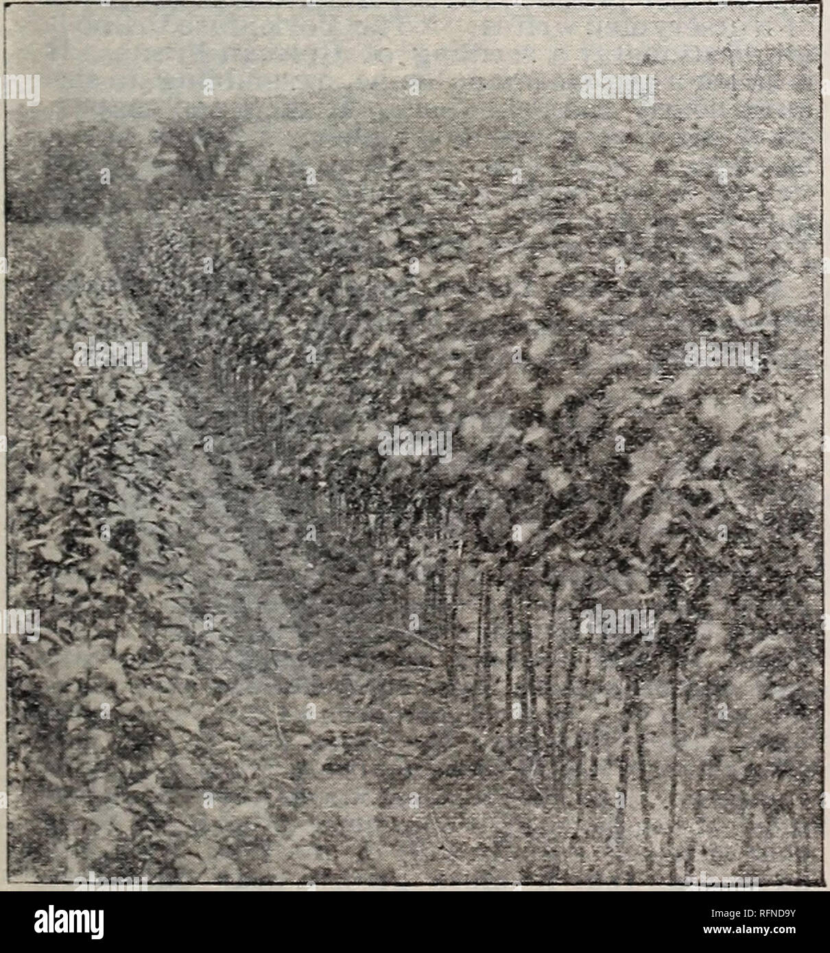 . La Pépinière vert Co. : printemps 1897. Pépinière New York (État) Rochester ; Catalogues Catalogues des plants des arbres de fruits. Japon Satsuma Prune. Le fruit est plutôt grand, parfois deux pouces de diamètre ou plus ; former ; presque ronde peu profonde cavité ; tige courte et stout ; suture distincte ; un peu de surface rugueuse avec de légères fleurs ; points brun foncé, distincte, de nombreux ; couleur noir pourpre foncé ; peau presque dur ; chair ferme, juteuse, pourpre foncé ; moyen ; petit pierre, dodus, adhérant à la chair ; la saveur plutôt acidulée, qualité singulière ; meilleur. M. J. H. Hale donne à l'idée que les wifi de pruniers japonais Banque D'Images