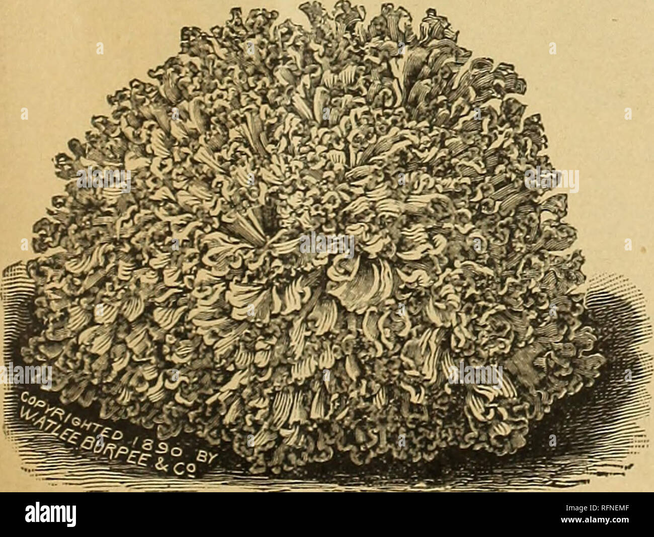 . Nebraska Seed Co. catalogue annuel fiable : jardin et des semences de ferme. Omaha Nebraska de pépinière ; catalogues de graines de fleurs, graines de légumes Catalogues Catalogues. GRAND RAPIDS LAITUE apporte le prix le plus élevé dans tous les marchés où que vendu. C'est un producteur très compact, ne cesse de tra- der et crisp sans attendre plus longtemps que toute autre variété, et est le meilleur marché ou forcer la laitue foyer encore introduit. Début GONDOLÉ SIMPSON-Cette variété n'a pas tête, b"t forme une masse compacte, près des feuilles. Elle est bien adaptée pour foroing. Grand Poireau Musselburgh. MUSSELBURGH-pousse à une grande taille. Grand ROUEN- Banque D'Images
