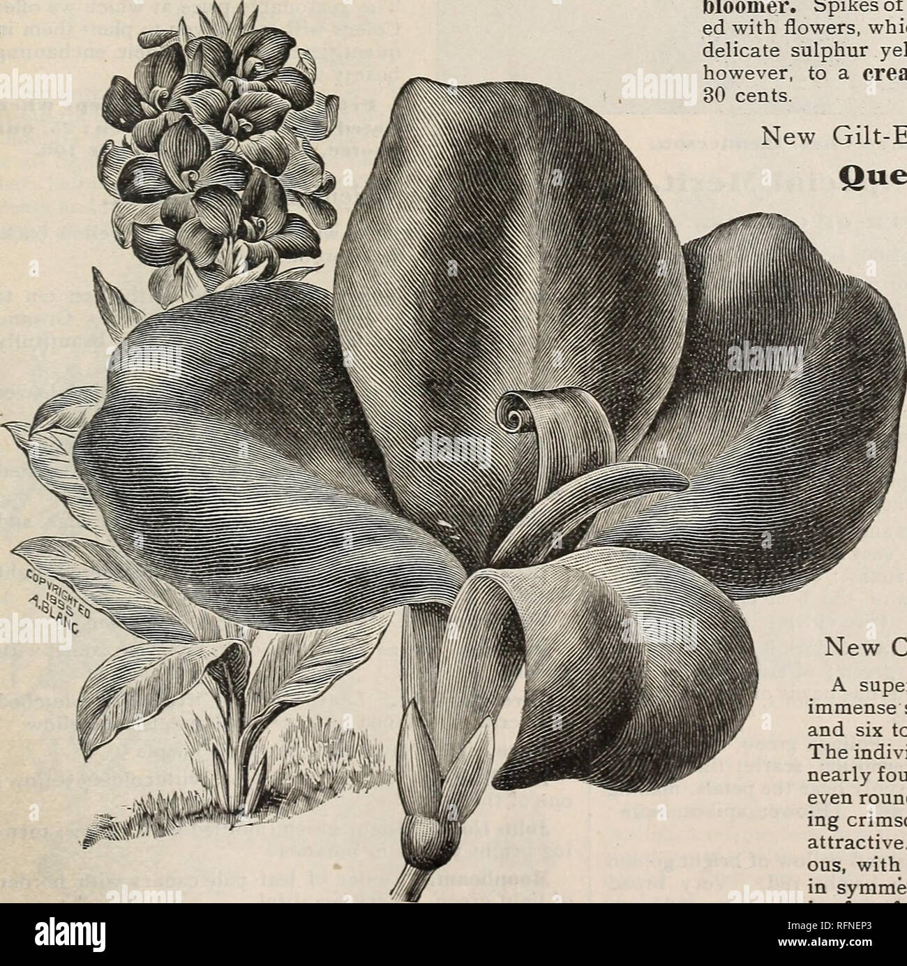. Catalogue de fleurs. Pépinière Indiana Richmond ; Catalogues Catalogues fleurs roses ; catalogues ; les plantes, arbustes ornementaux ; Catalogues Catalogues ; Graines de catalogues. Catalogue illustré de fleurs, 1897. L'Achillea Alba 55 Fl. PI. (Pour la description voir p. 54.. bloomer. Épis de fleurs, plein, dense foule- ed avec des fleurs, qui, dès son ouverture, sont d'un délicat jaune soufre, de changer très bientôt, cependant, d'un blanc crémeux sans taches. -Chevrons Canna ueen Charlotte. Les fleurs sont très grandes, avec de larges pétales ronds- ed re- légèrement incurvé, de garder à l'im- mense chefs bien au-dessus du feuillage Banque D'Images