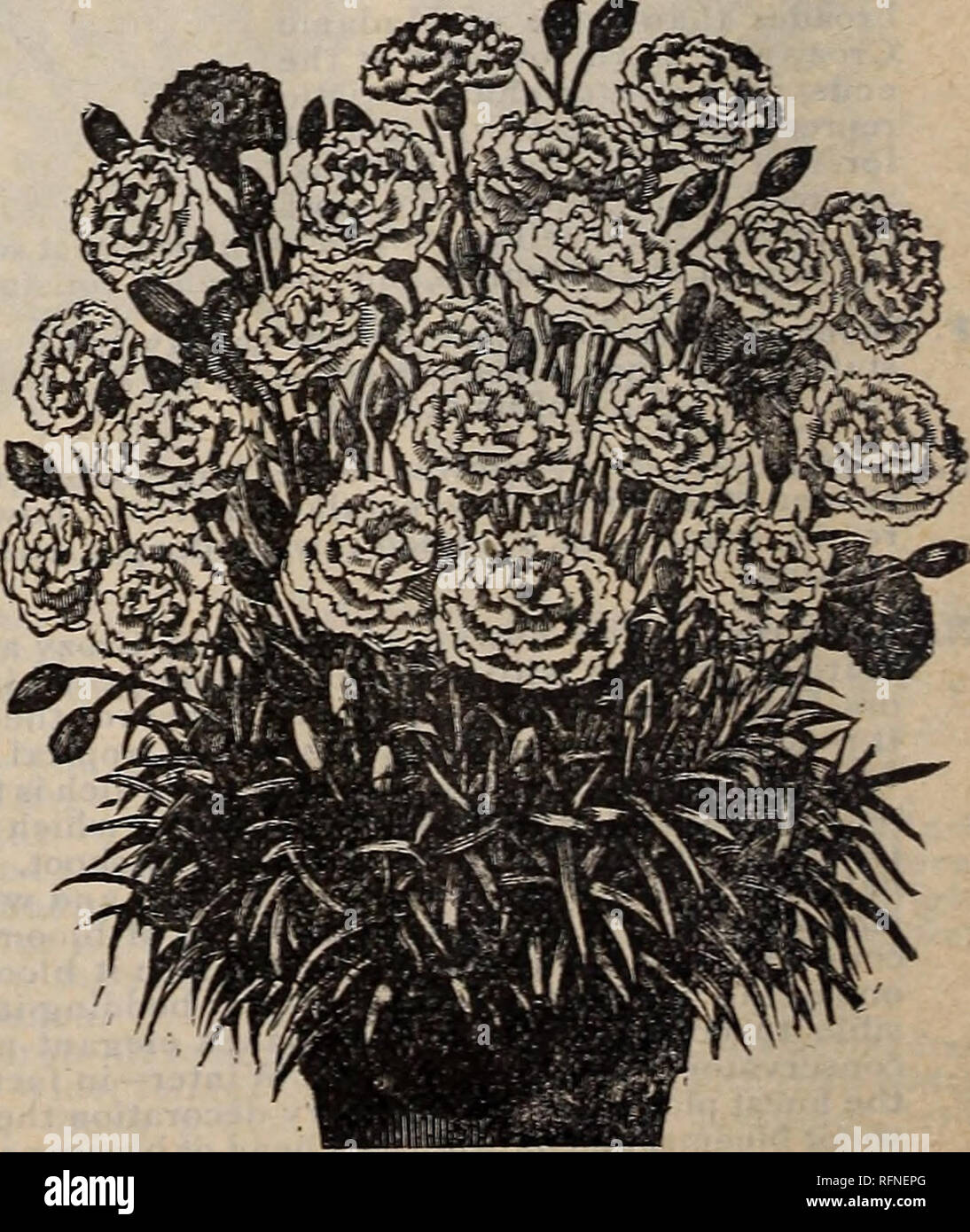Fleurs En Forme De Drapeau Photos Fleurs En Forme De