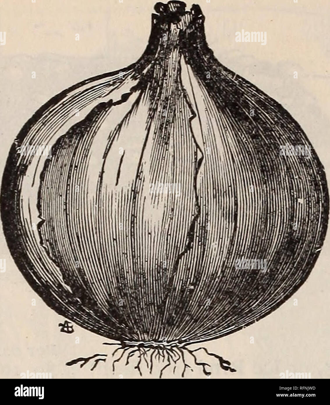 . Catalogue descriptif annuel de semences. Pépinière de l'État de New York (New York) ; Catalogues Catalogues de semences de légumes, graines de fleurs catalogues ; Matériel et fournitures de jardinage ; Catalogues Catalogues plants de fruits. est Bridge/aan's Seed Catalogue.. Oignon blanc Portugal.  % Capucines. Capucine grande, Fr. ^rcffcn ^ttbiarriicfie Maranuela, Gery, Sp. Semez en mai et juin dans un des exercices de pouce de profondeur. Par oz. 4 ozs. fTall (Indian Cress) $O$ 20 050 20 50 " Nain le gombo. Gombo, Fr. (Sfjbarer Jpifnecus, Ger. Quimbombo, Sp&gt ;. Sow après la mi-mai ou au début de juin, en sol riche, exercices en environ une Banque D'Images