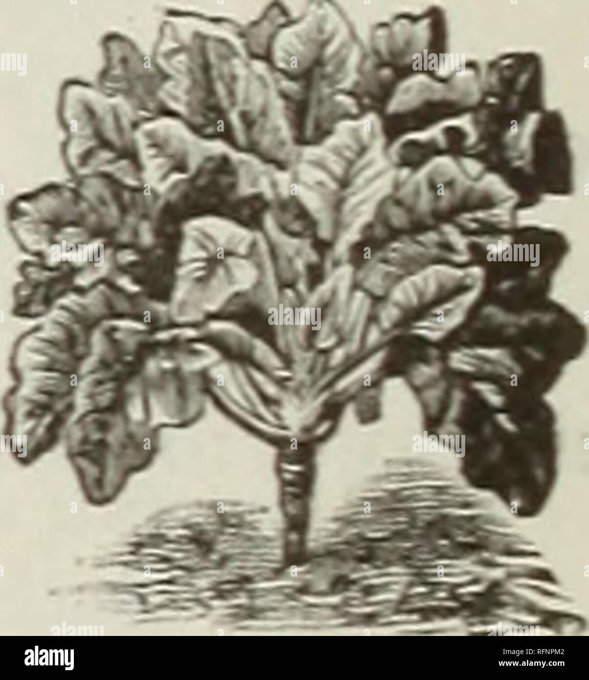 . Catalogue de semences et de l'horticulture : articles divers légumes, de fleurs, de bulbes, de plantes. Les graines de légumes, graines de fleurs Catalogues Catalogues ; Matériel et fournitures de jardinage ; Catalogues Catalogues commerciaux New York (État de New York) ; légumes ; fleurs ; jardinage ; catalogues commerciaux. crELED cerfeuil. Salade de maïs ou Fetticus Acktrsalat- Allemand, Français.-, Mache.-espagnol, Hacha TaUrianxUa. Une once sèmera 150 pieds de forage. Cette excellente salade peut être eu le long de l'année. Semez en sep- tembre, à huit pouces exercices span, couvrant les graines légèrement et protéger du gel par une lumière couvrant de foin ou d'un liner Banque D'Images