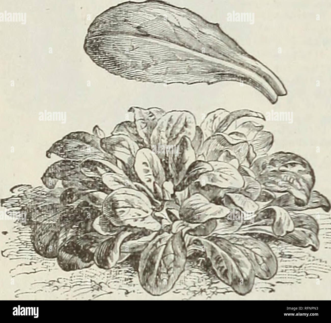 . Catalogue de semences et de l'horticulture : articles divers légumes, de fleurs, de bulbes, de plantes. Les graines de légumes, graines de fleurs Catalogues Catalogues ; Matériel et fournitures de jardinage ; Catalogues Catalogues commerciaux New York (État de New York) ; légumes ; fleurs ; jardinage ; catalogues commerciaux. 16 WEEBEB &AMP ; DON. Les graines de légumes. Le cerfeuil. L'allemand, l'Keroel.- français, cerfeuil. -Espagnol, Perifollo. Le cerfeuil cultivé est gondolé, comme le persil et utilisés pour garnir les salades et Eoups et l'assaisonnement. La semence de l'Kooted tubéreuse est semé en août, et traités comme la carotte. Cerfeuil gondolé. Les jeunes feuilles un Banque D'Images