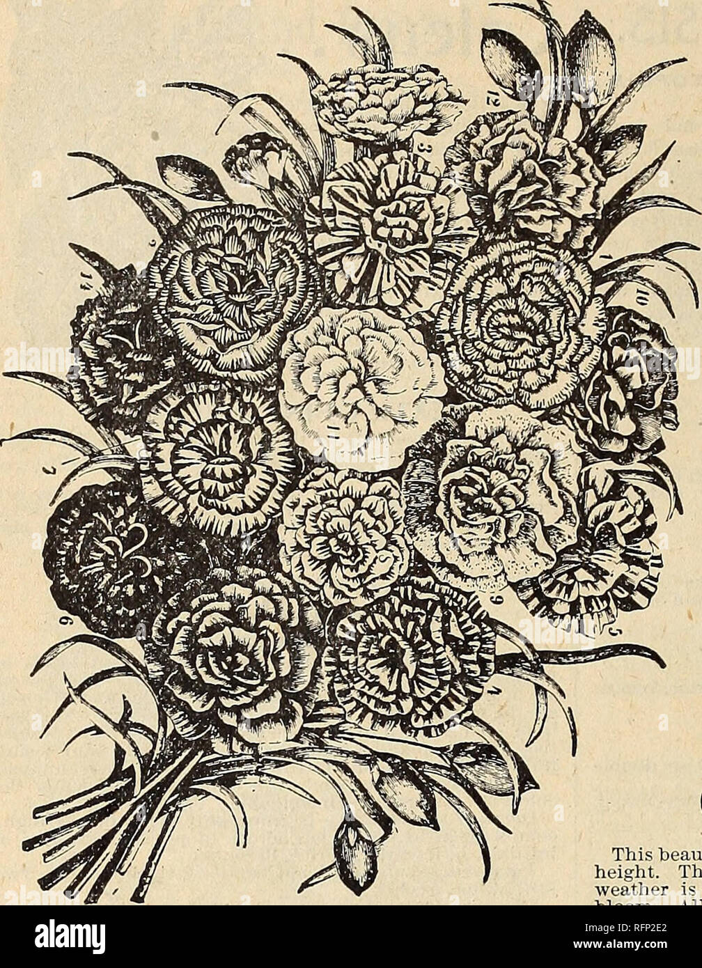 . Printemps 1896. Pépinière ; catalogues de l'Ohio Ohio ; fleurs roses Catalogues Catalogues Catalogues ; légumes ; pépinière ; Roses ; les fleurs ; les légumes. 78 LE NATIONAL PLANT COMPANY, fleuristes, Dayton, OHIO.. Le datura. (Trompette fleur.) Une belle plante avec de grandes feuilles et) une croissance vigoureuse, produisant une succession de grandes fleurs en forme de trompette, plus grand qu'un Calla Lily et avoir un léger parfum. . Deux pieds et demi. FasluosaâFine WrightiiâLarge 5 double mixte, blanc et lilas fleurs... 5 = deux fois Golden â grand jaune, très fra- subvention., 5 de la digitaline. "Digitale" ou "sorcières" F Banque D'Images