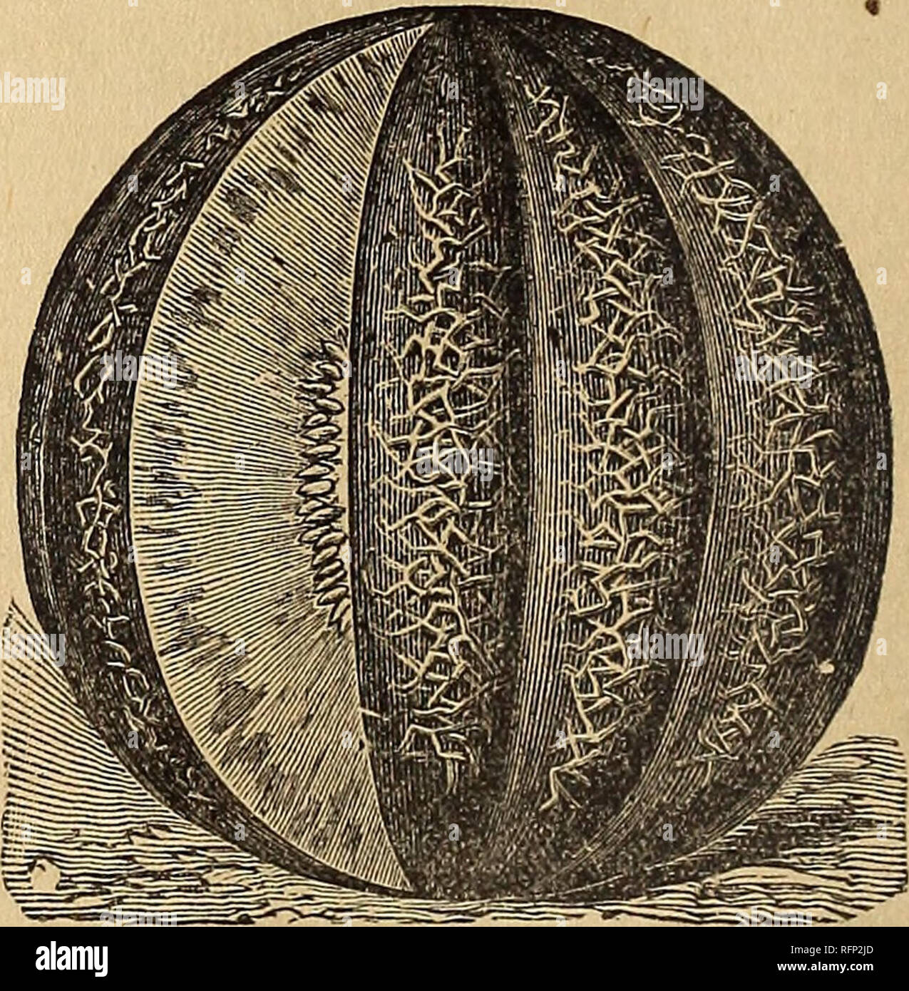 . Nebraska Seed Co. catalogue annuel fiable : jardin et des semences de ferme. Pépinières (Horticulture) Nebraska ; Catalogues Catalogues Catalogues fleurs ; légumes ; pépinières (Horticulture) ; les fleurs ; les légumes. OSAGE à chair verte-(voir nouveautés). Monarque perse-(voir nouveautés). JERSEY BELLE-(voir nouveautés). Le banquet-(L'ScoNovelties). MELROSE-(voir nouveautés). Très tôt-citron vert Cet excellent moyen de tri est/a 6ize, profondément affectées, de forme globulaire. Chair vert et de saveur. Muscade prolifique-Cette variété, comme son nom l'indique, est très prolifique ; fruit de Bize moyen ; d'épaisseur de chair verte Banque D'Images