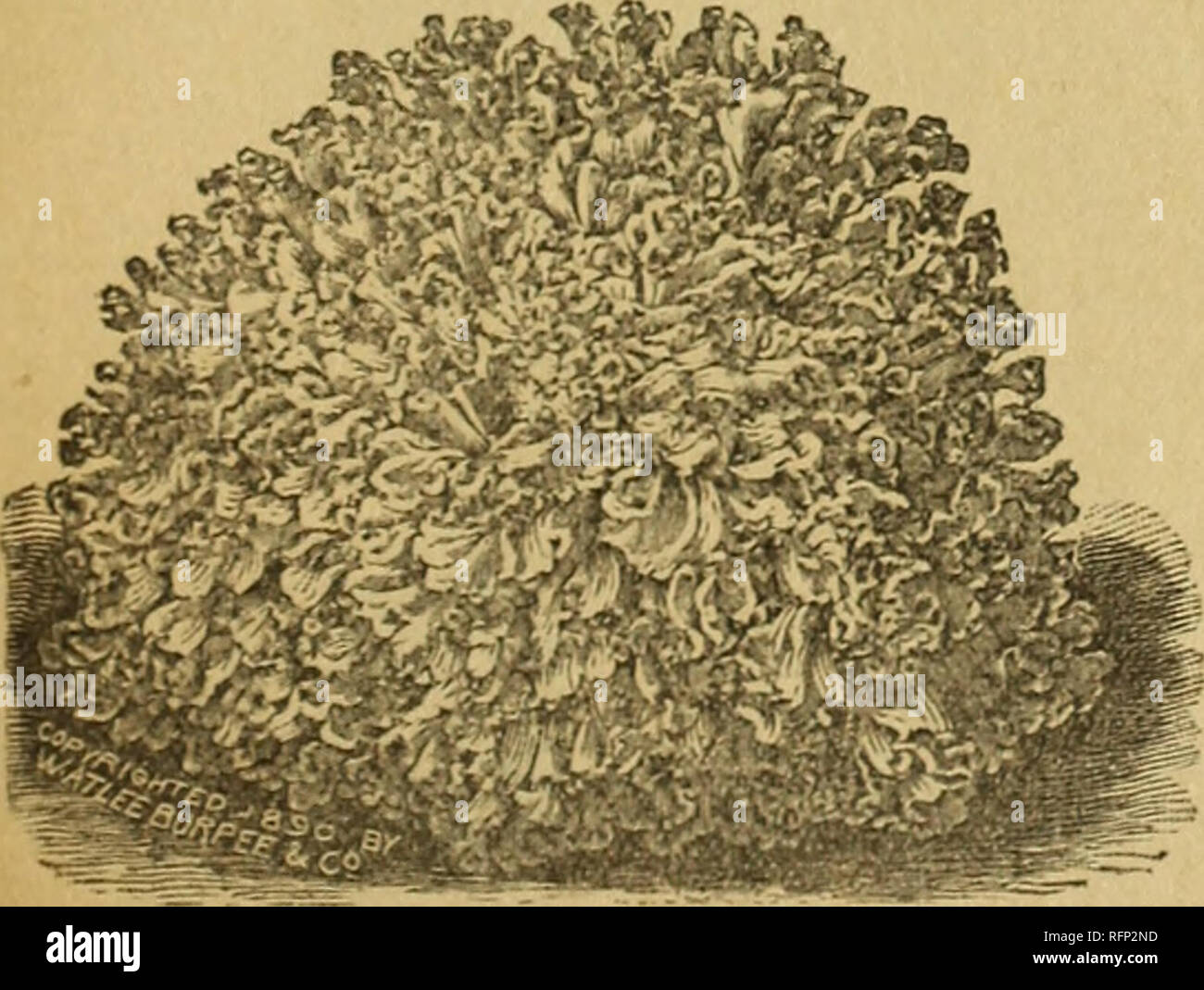 . Nebraska Seed Co. catalogue annuel fiable : jardin et des semences de ferme. Pépinières (Horticulture) Nebraska ; Catalogues Catalogues Catalogues fleurs ; légumes ; pépinières (Horticulture) ; les fleurs ; les légumes. Grand Poireau Musselburgh. MUSSELBURGH-pousse jusqu'à une taille de largo. Grand ROUEN-Une excellente variété de largo. Grand DRAPEAU LONDRES-Grands Pains croissant sur deux côtés, de strom un 1 une croissance vigoureuse. Grand drapeau américain-un marché favorito variété. La laitue. Français, laitue. Allemand, Salat. Pour une récolte précoce, eow undor verre en février, et la transplantation sur un woll préparé b d, ui ui, coin abrité certaines d'avril. Pour Banque D'Images