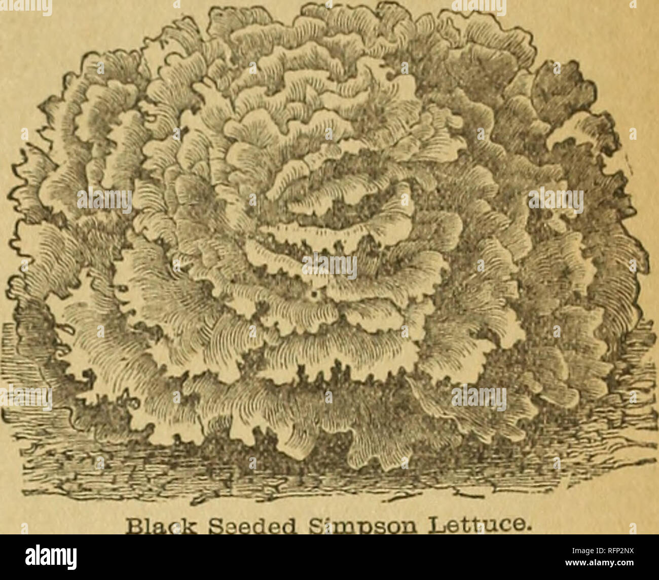 . Nebraska Seed Co. catalogue annuel fiable : jardin et des semences de ferme. Pépinières (Horticulture) Nebraska ; Catalogues Catalogues Catalogues fleurs ; légumes ; pépinières (Horticulture) ; les fleurs ; les légumes. GRAND RAPIDS LAITUE apporte le plus haut prtco tm. tous les marchés, quel que soit vendu. C'est un producteur très compact, ne cesse de t"a" dor et crisp sans attendre plus longtemps que tout autre variot j, et tbo * meilleur marché ou forcer la laitue foyer encore introduit. Début GONDOLÉ SIMPSON-Cette variété doos pas tête, ba* forme une masse compacte, cioso ot feuilles. Il s'agit d'woll convient parfaitement aux forçages. Grand Poireau Musselburgh. MUSS Banque D'Images