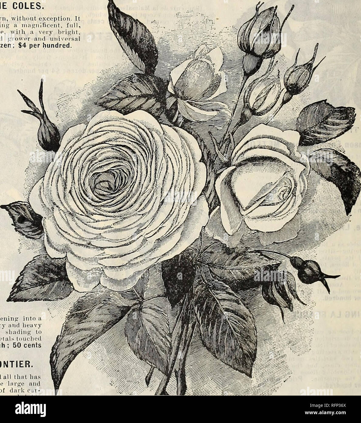 . McGregor Brothers' liste des prix de gros de plantes pour les fleuristes pour l'automne de 1896. Pépinières (Horticulture) Ohio Springfield ; Catalogues Catalogues Fleurs bulbes (plantes) ; catalogues ; pépinières (Horticulture) ; Fleurs ; Ampoules (plantes). 20 McGregor Brothers' Liste des prix de gros, Springfield, Ohio. Rose Thé, PERLE DES JARDINS. Sans aucun doute le meilleur est passé en culture. Secteur de l'agriculture ou d'or-fleurs jaunes et magnifiquement formée. Beau dans tous les stades de développement, de la plus petite bud à la fleur ouverte. Prix, 6 cents chacun ; 60 cents la douzaine ; 4 $ par centaines. GUSTAVE NADAUD. (Supert &AMP ; Nottin Banque D'Images
