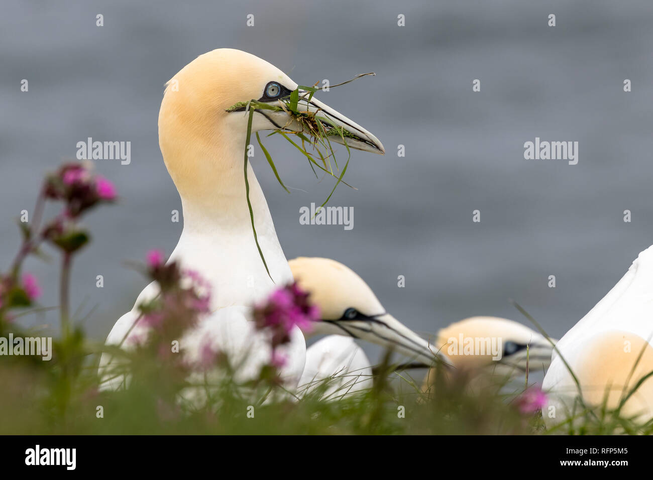 Un fou de Bassan (Morus bassanus) la construction du nid à falaises de Bempton RSPB Réserve, UK Banque D'Images