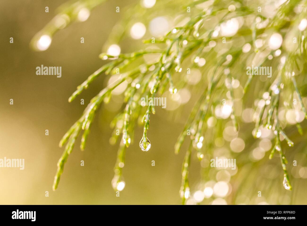 Sujet floral avec blur fond vert Banque D'Images