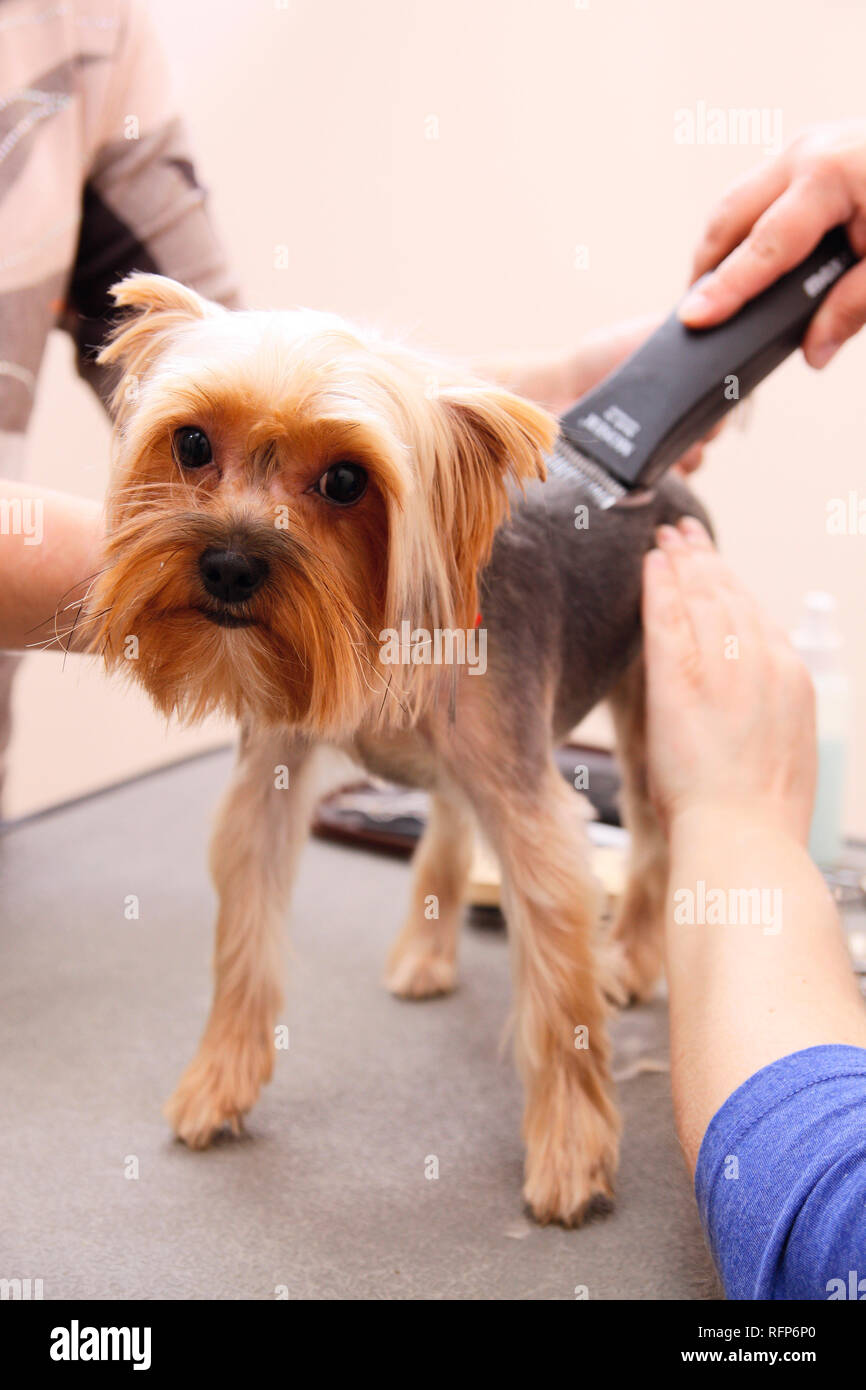 Yorkshire Terrier se couper les cheveux à la tondeuse Photo Stock - Alamy
