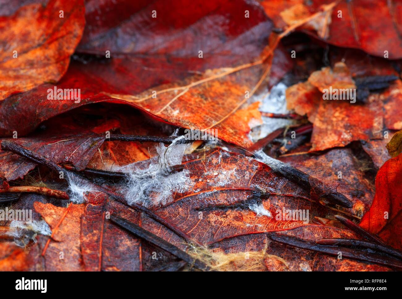 Belle en rouge et orange les feuilles d'automne peuplé par des champignons sur une journée d'automne Banque D'Images