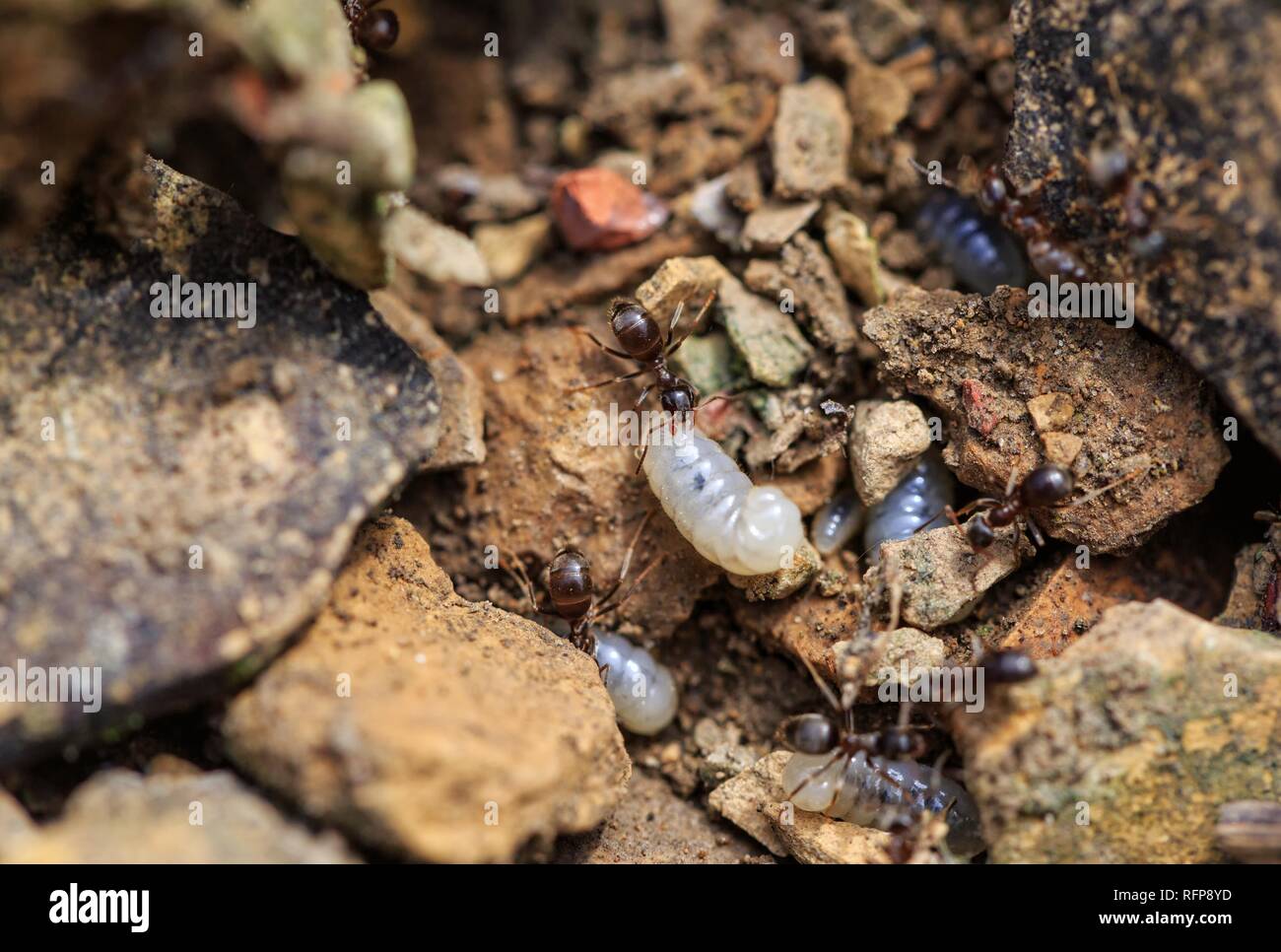 Larve sur calcaire avec des fourmis Banque D'Images