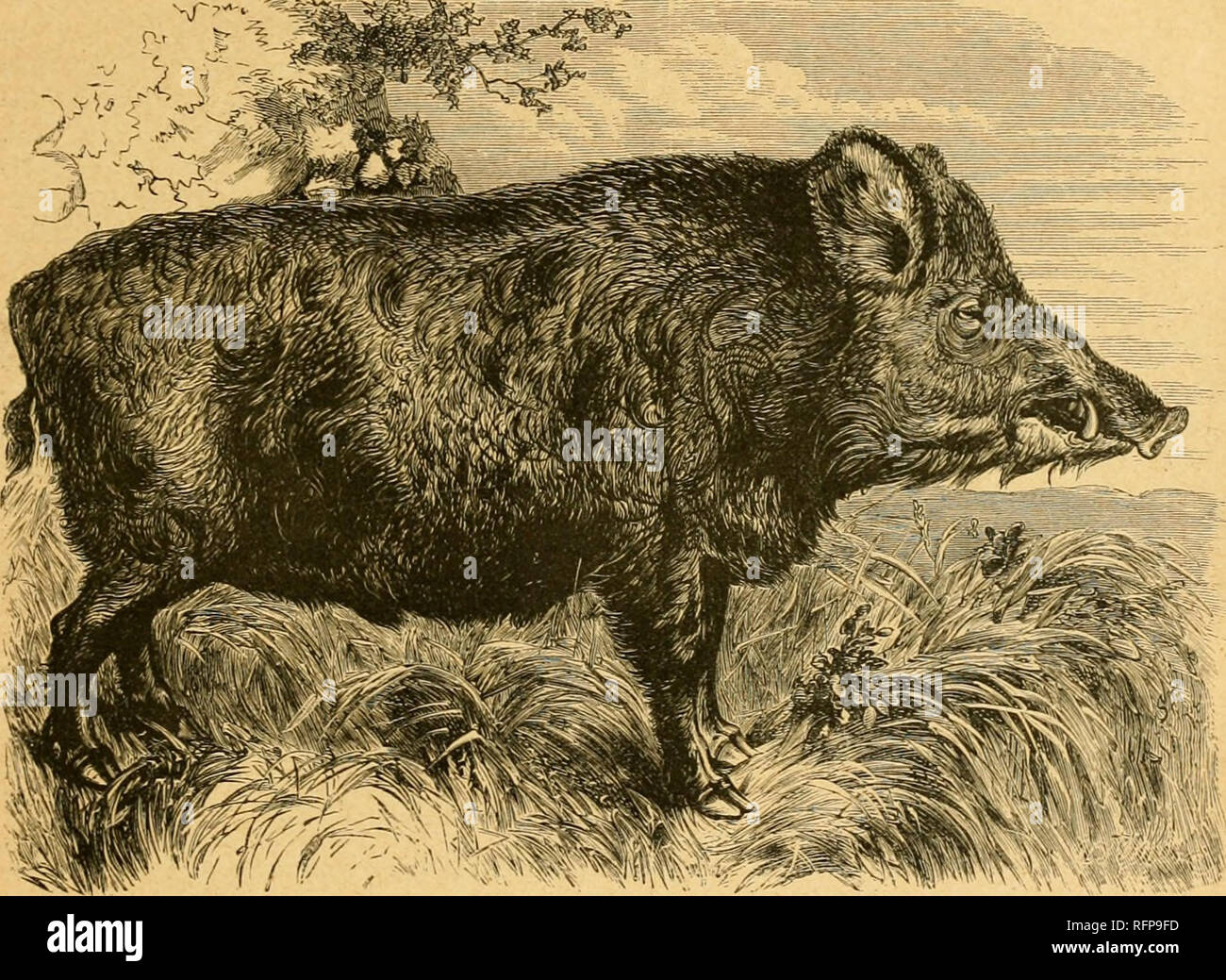 Cassells Natural History Les Animaux Le Comportement