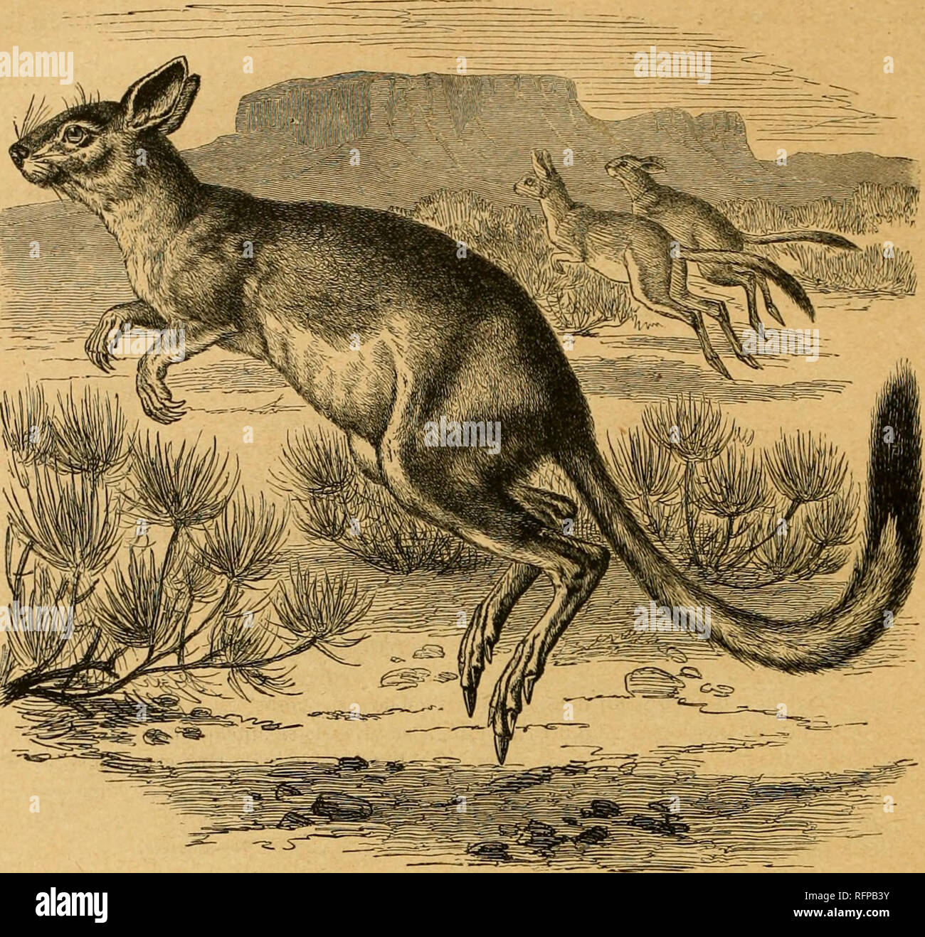 Cassell S Natural History Les Animaux Le Comportement Animal Katubal Mstonr Le Jvmping Haue Coin La Queue Touffue Et Les Pieds Arriere Avec Quatre Orteils Ayant Une Large Sabot Comme Des