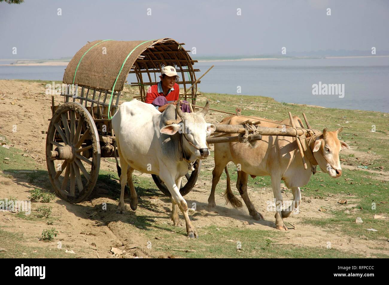 Ox chariot, la rivière Irrawaddy, Myanmar, Birmanie Banque D'Images