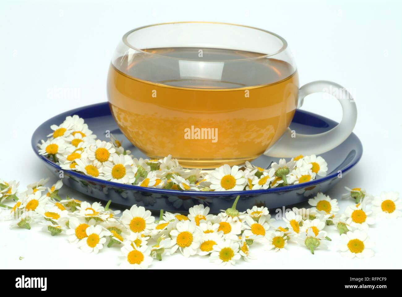 Grande camomille thé, herbtea, Chrysanthemum parthenium Banque D'Images