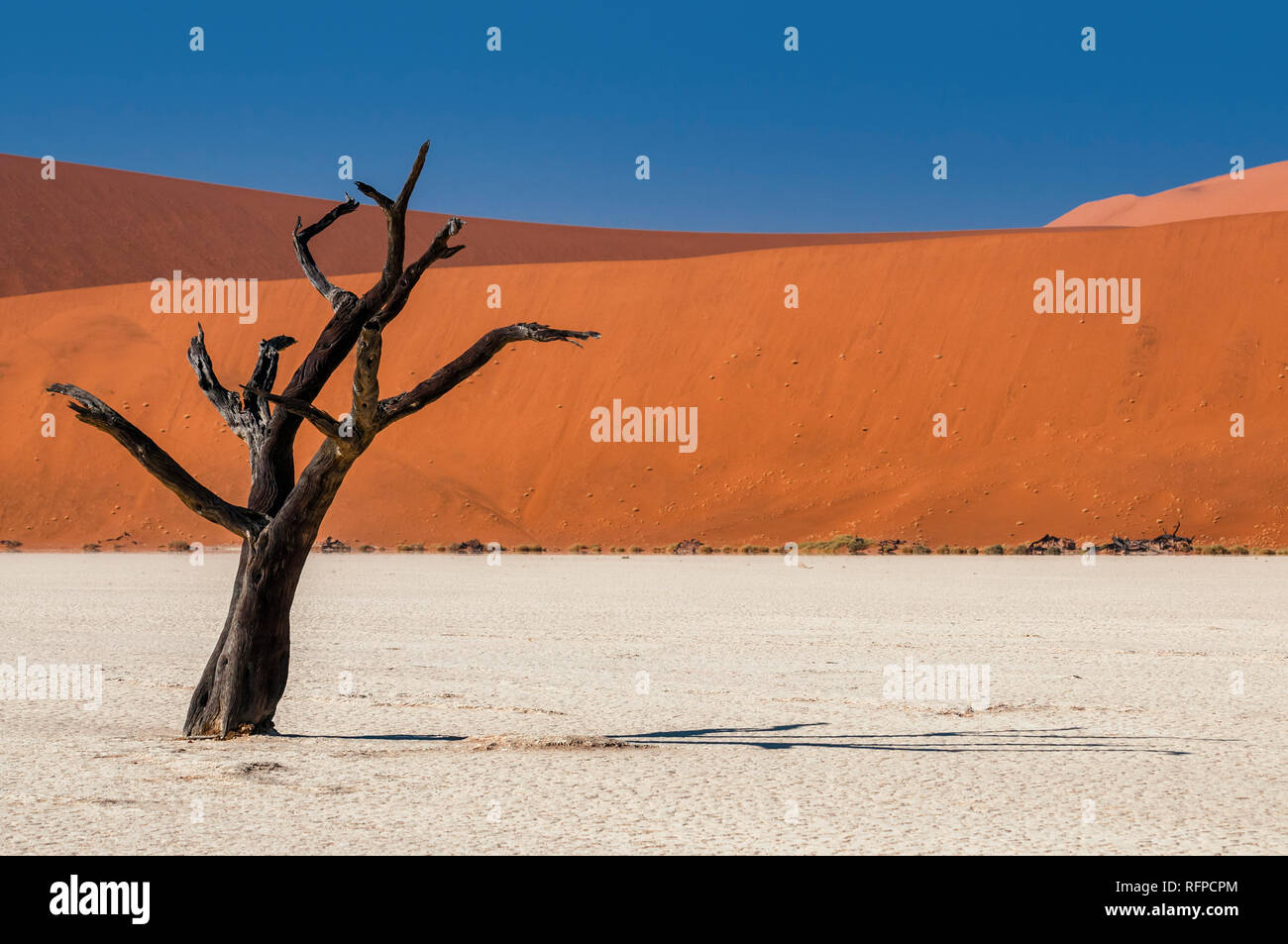 Camel Thorn Arbres de Deadvlei, Namib-Naukluft National Park, Namibie Banque D'Images