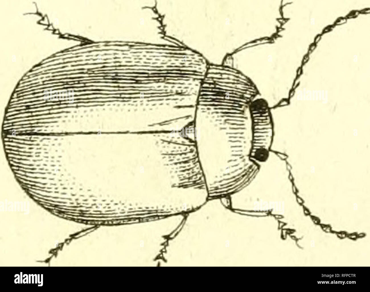 . [Cassida]. Cassida. 3. Veuillez noter que ces images sont extraites de la page numérisée des images qui peuvent avoir été retouchées numériquement pour plus de lisibilité - coloration et l'aspect de ces illustrations ne peut pas parfaitement ressembler à l'œuvre originale.. Sturm, Jakob, 1771-1848 ; Panzer, Georg Wolfgang Franz, 1755-1829 ; Spilman, T. J. , ancien propriétaire. Le DSI. [L'Allemagne ?  : S. n. Banque D'Images