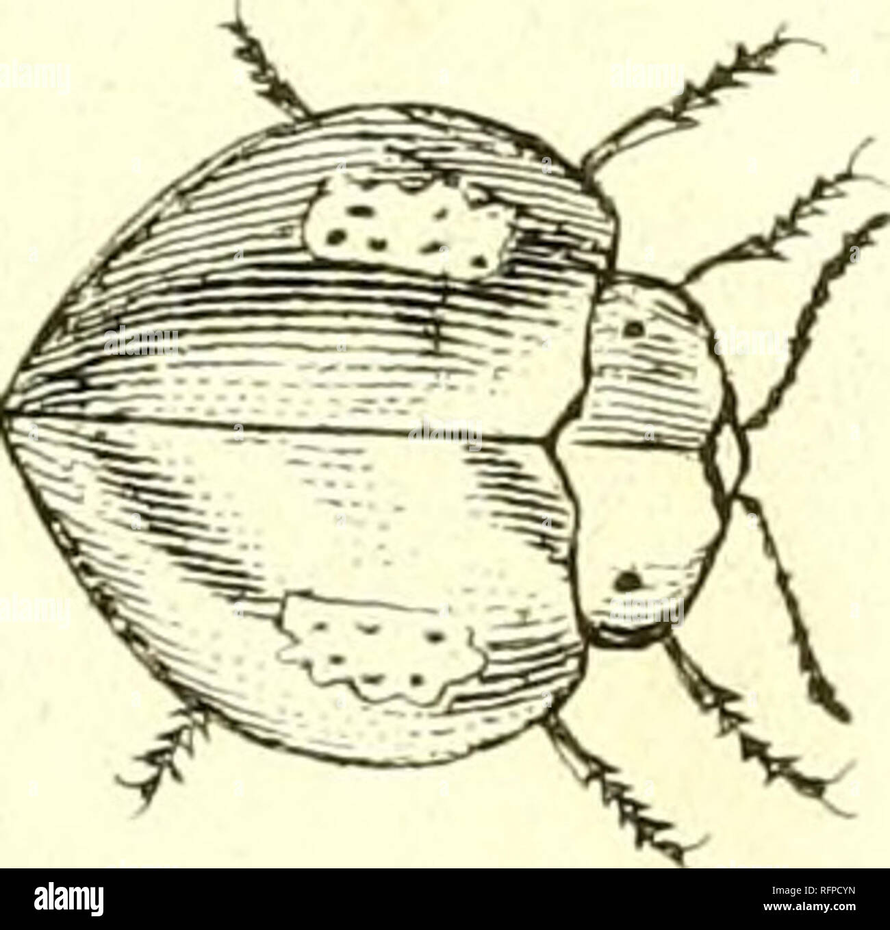 . [Cassida]. Cassida. . Veuillez noter que ces images sont extraites de la page numérisée des images qui peuvent avoir été retouchées numériquement pour plus de lisibilité - coloration et l'aspect de ces illustrations ne peut pas parfaitement ressembler à l'œuvre originale.. Sturm, Jakob, 1771-1848 ; Panzer, Georg Wolfgang Franz, 1755-1829 ; Spilman, T. J. , ancien propriétaire. Le DSI. [L'Allemagne ?  : S. n. Banque D'Images