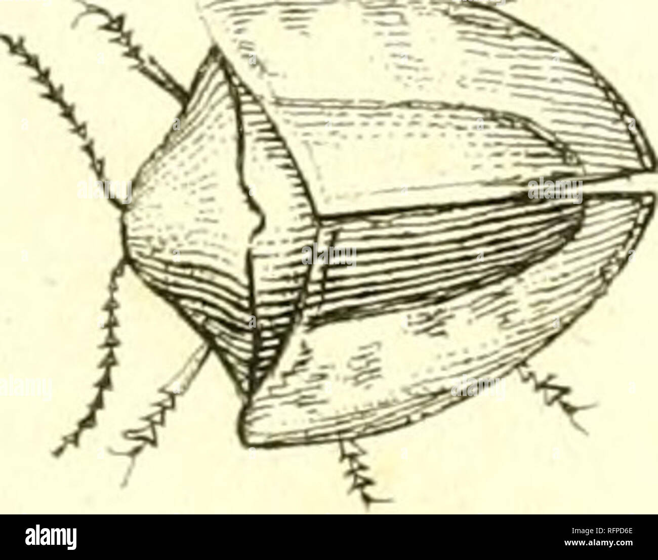 . [Cassida]. Cassida. i. Veuillez noter que ces images sont extraites de la page numérisée des images qui peuvent avoir été retouchées numériquement pour plus de lisibilité - coloration et l'aspect de ces illustrations ne peut pas parfaitement ressembler à l'œuvre originale.. Sturm, Jakob, 1771-1848 ; Panzer, Georg Wolfgang Franz, 1755-1829 ; Spilman, T. J. , ancien propriétaire. Le DSI. [L'Allemagne ?  : S. n. Banque D'Images
