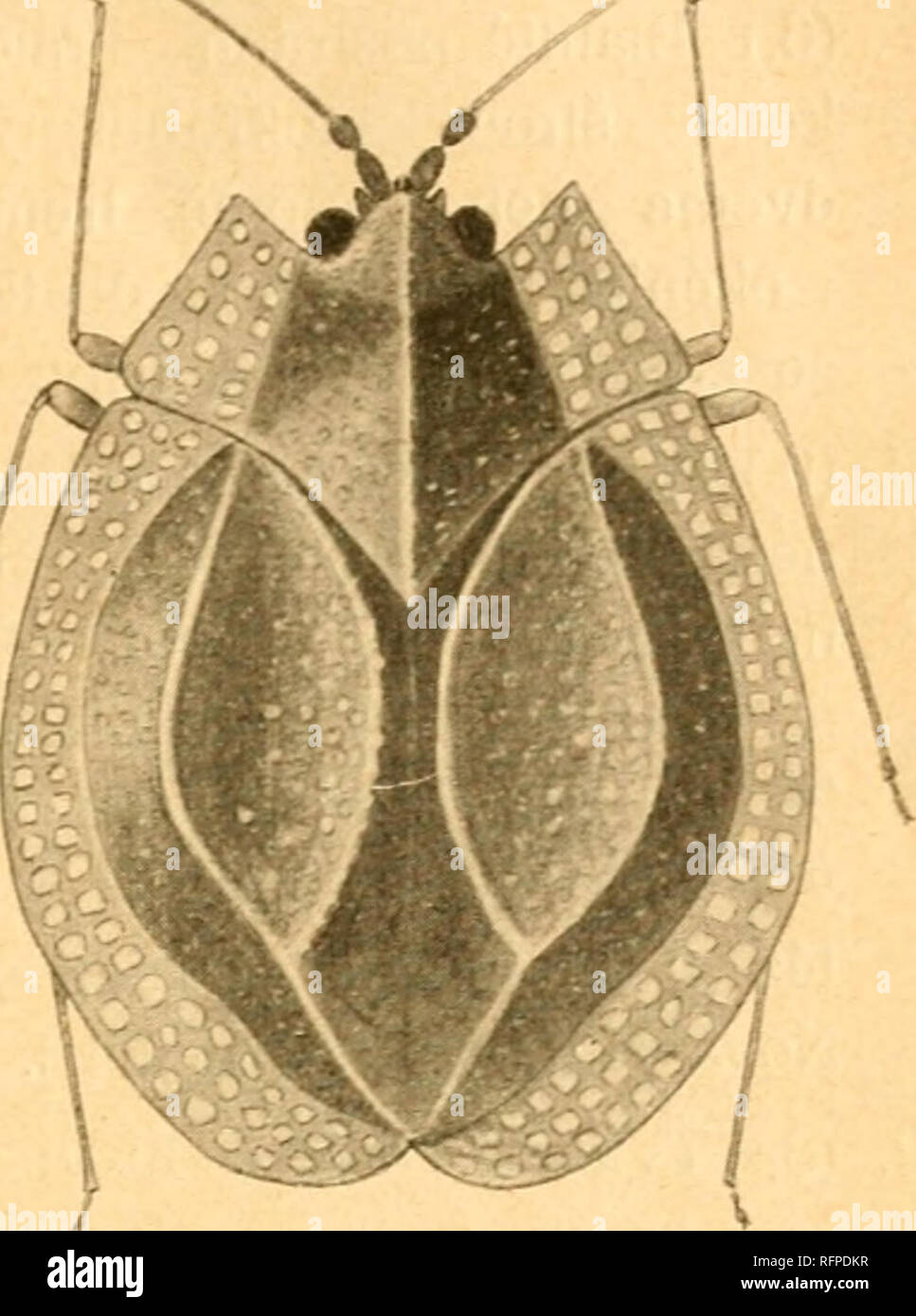 . Spolecnosti entomologickÃ Casopis CeskÃ©©  = Acta Societatis Entomologicae Bohemiae. Les insectes ; l'entomologie. 53 MembrÃ krajnÃ Å¾ilky¡na-¡ mÃ© dÃ©celÃ po alespoÅ dvÄ Åady okÃ lce©nek, koÅene tÅi Åady u. DiscoidÃ¡- lnÃ pÄti ÅadÃ je pôle o¡ch okÃ©nek un tato jsou malÃ¡ teÄkovitÃ jen,¡^»- mno, j'^ ^¡Ã l'ourlet menÅ Vf- neÅ¾li okÃ membrÃ©nka¡krajnÃ Å¾ilky- ny. a) MembrÃ¡krajnÃ Å¾ilky krovek- na mÃ¡ Åene jen u ko- tÅi Åady okÃ©nek, jinde vœux¡dvÄ ude. DÃ©l. 2' '2â3V4 nim. V lesÃ-ch pod mechem ; nenÃ- hojnÃ¡. Obraz Ä. 3. musei Schrk. Ã-. Obraz ÄÃ-s. 3. ÄeskÃ© sÃ-natky Tingitidae Å¥(), Acalypta musei Schrank. ( Banque D'Images