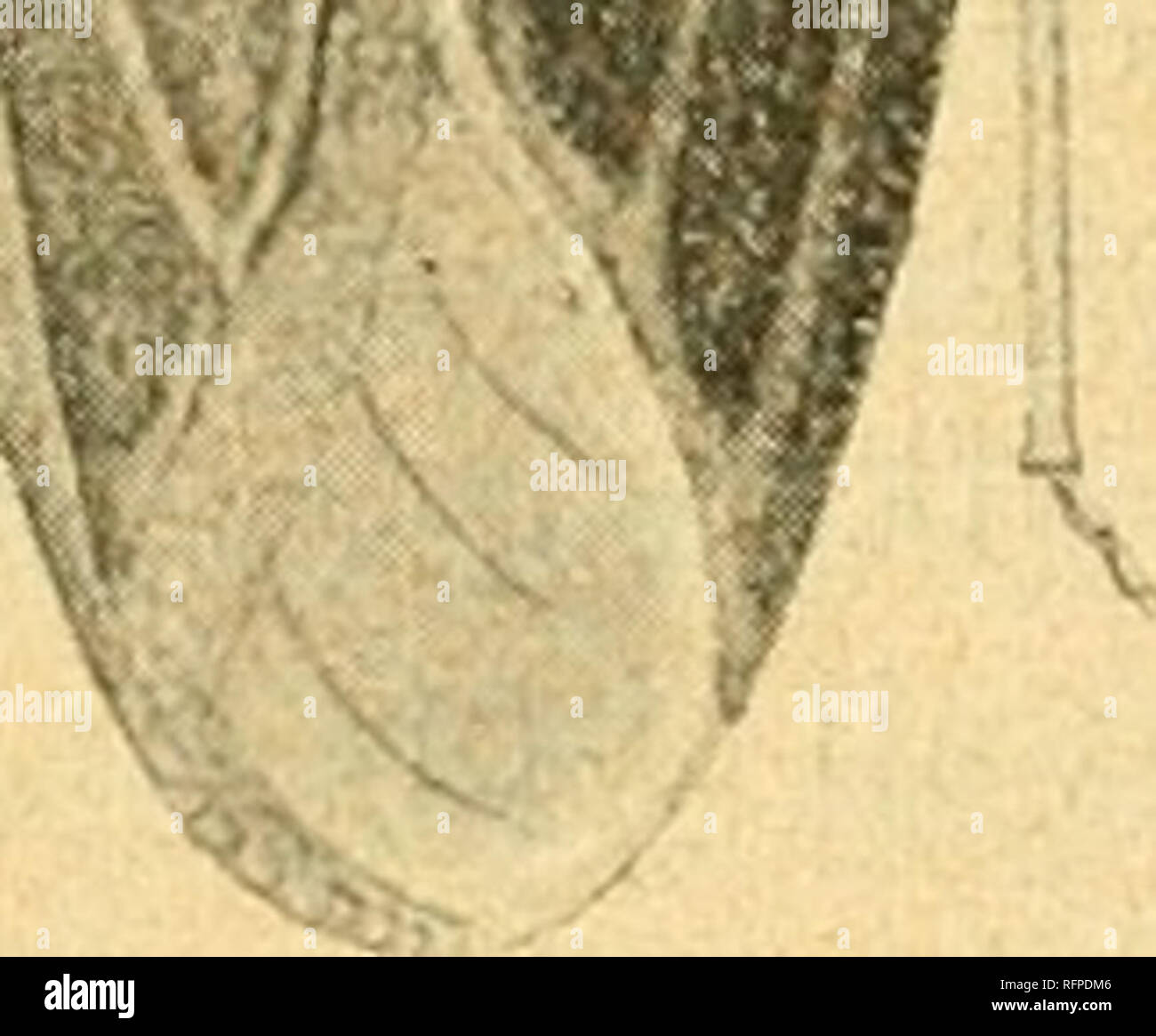 Spolecnosti Entomologicka Casopis Ceska C C Acta Societatis Entomologicae Bohemiae Les Insectes L Entomologie 2 Postranna Kraje Ta Tu Jsou Vykrojeny Paedna K Mu Rohu Ma C Na Iroce Zploa Une Nenadzdvia Eny Tala C Podoba Paedea Se La C