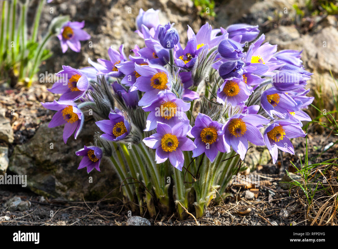 Grappe florissante fleur pasque Pulsatilla vulgaris Rock Garden fleurs de mars Pulsatilla Flowers Garden plante Bleu pâle plantes printanières fleurs florissantes Banque D'Images