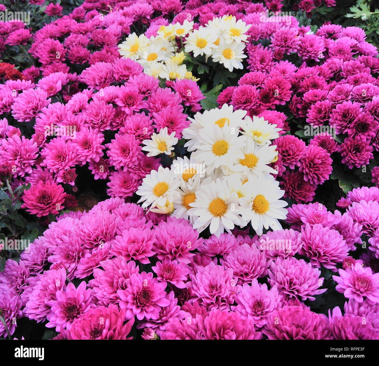 Chrysanthème Violet mixte fleurs Daisy White Background Banque D'Images