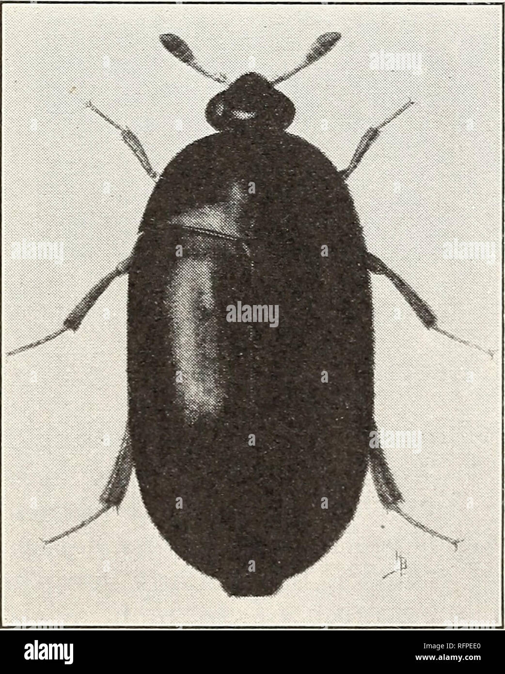 Anthrènes des tapis. Les coléoptères. Figure 2.- La portion d'un  aspirateur, montrant les poils du pinceau sur un bord et le sentir sur  l'autre bord mal mangée par les larves d'anthrènes.