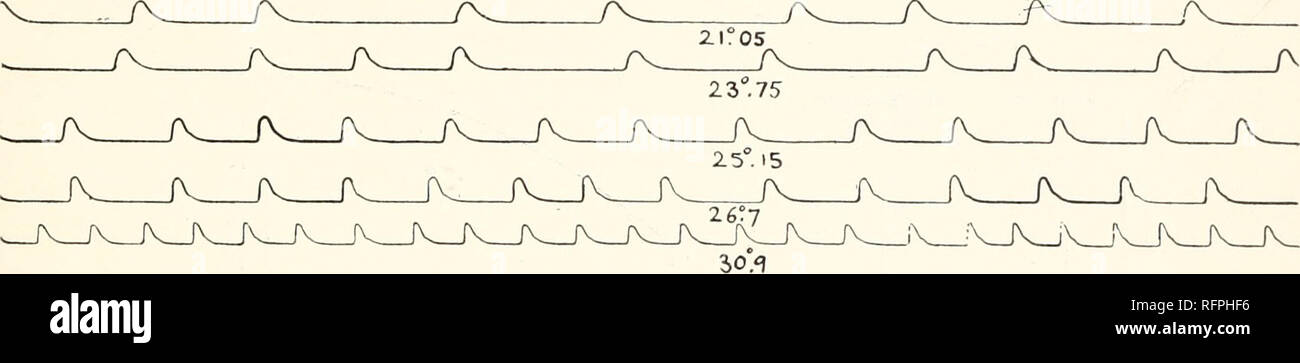 . Carnegie Institution of Washington publication. 23,1 V V       v/yv JV   /v. J'  ^yv JV v  23,7 21" 2.0°5 V^^ ^^ yv y'^^ JV X V V^^ JX yv yx JX. JV JV  %' b°. %   17,05 yv yv yv. jv  IBM 2.0°^  8 yx yv. Enregistrement n° 2.-A Cassiopea xamachana refroidi de 29,5° à 16,8° C. puis chauffée à 30,9° C. La place du départ de la température à partir de son optimum de 33°. Ainsi, un changement de température au-dessus ou au-dessous de l'optimum semble réduire le taux de pulsations en proportion de la place du changement. Par exemple, si le refroidissement 1° C. produit une perte de la fréquence de i par minute, un refroidissement de 2 Banque D'Images