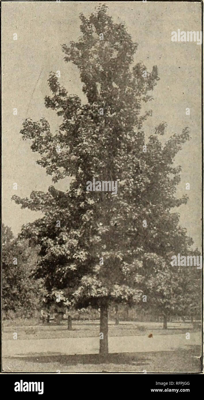 . Arbres d'ornement, plantes, arbustes, plantes grimpantes, etc. : des arbres fruitiers et des plantes. Pépinières (Horticulture) Pennsylvanie catalogues ; les plantes, plantes ornementales ; Catalogues Catalogues des Plants des Arbres arbustes ; catalogues ; graines de fleurs fruits ; Catalogues Catalogues ; pépinières (Horticulture) ; les plantes, arbustes ornementaux, les arbres ; ; fleurs ; fruits. JUGLANS regia laciniara (coupe-feuilles de noyer). Une variété à feuilles coupées ornementales de l'anglais commun Noyer ou Madère l'écrou. 1,50 $. J. Sieboldiana (Japanese Walnut). Un très robustes, vigoureux, beau arbre, prétendait être un prolifique ; fiable et porteur d'écrous d'excellente qualité, et avec thi Banque D'Images