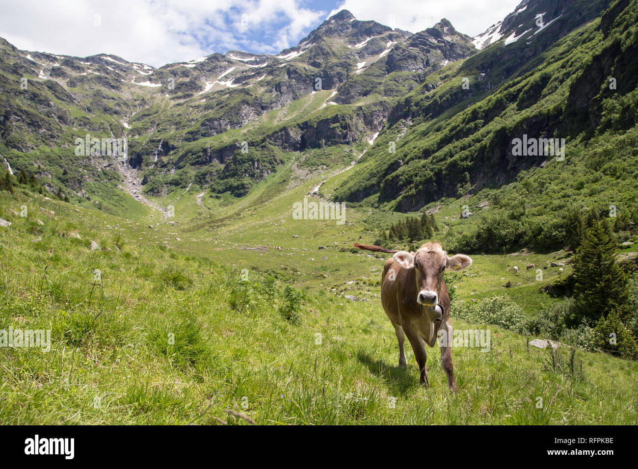 Haopy vaches dans les Alpes, Suisse Banque D'Images