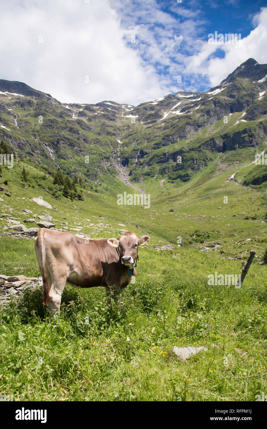 Haopy vaches dans les Alpes, Suisse Banque D'Images