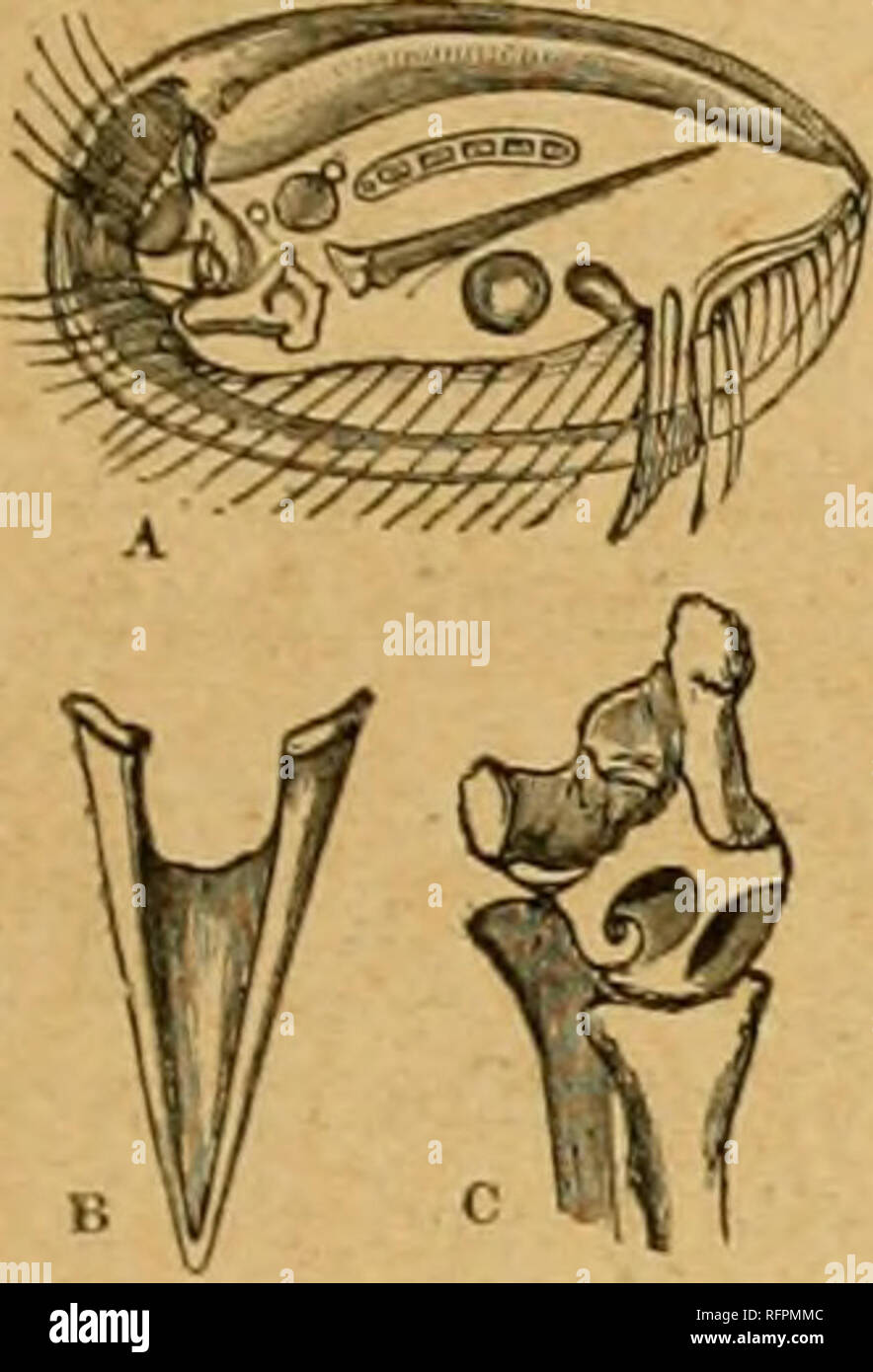 . Cassell's natural history. Les animaux ; le comportement animal. Ophrydium eichhornii (Fig. 30) est un exemple, et il forme des masses gélatineuses jointe dans laquelle sont de nombreux individus, chacun avec sa mince pédicule. Le corps est long et étroit, et l'ensemble est très élastique. Ils li^-e dans l'eau douce, attaché à Anacharis, et environ une centaine de malades peut être une mesure de masse -g^gth d'un pouce. Ils augmentent par des ainsi que par fission longitudinale. IIYrOTRlCHxV sous-ordre. Ces animalcules sont libres la natation, et la locomotive cilia sont confinés à la inférieurs ou ^•entrale surface, et sont souvent mo Banque D'Images