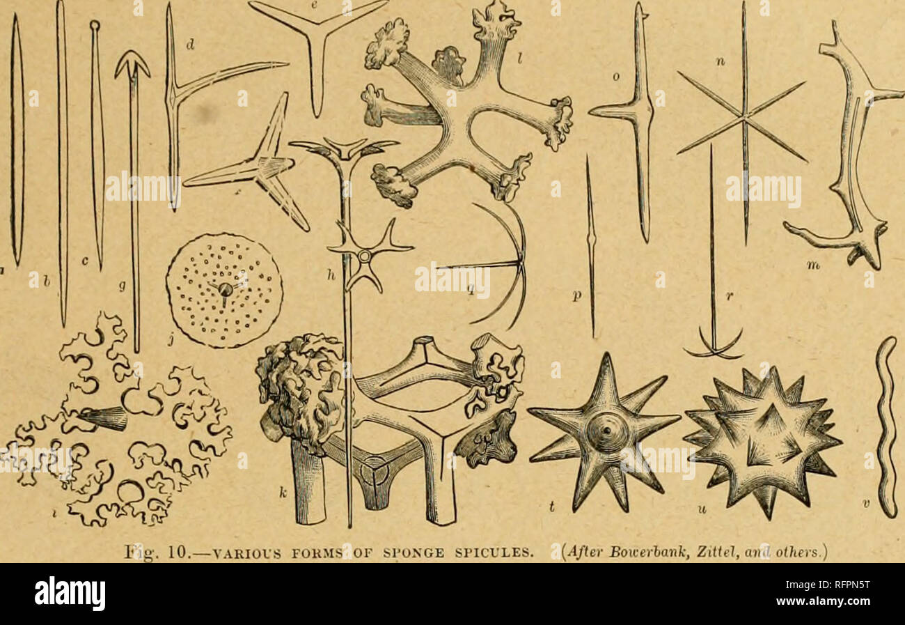 . Cassell's natural history. Les animaux ; le comportement animal. Les spicules d'éponges. ^ 321 reste par un excès ou un défaut d'developiiieut sluift^, ((/ à /), Émilie autres trois autres siniihu erxh- à d'autres étant connu sous le nom de rayons X ou d'armes. L'arbre prend généralement un sens rayonner dans l'éponge, à angle droit de la surface, avec lesquelles les rayons, au contraire, se trouvent plus ou moins parallèle ; le point de l'arbre est dirigée vers l'intérieur vers le centre de l'éponge, la tête ou villeuse fin out. Les rayons x peuvent se développer en arrière, recourbé, donnant le spicule un grappin-comme la forme (y), ou vers l'avant, fourche Banque D'Images