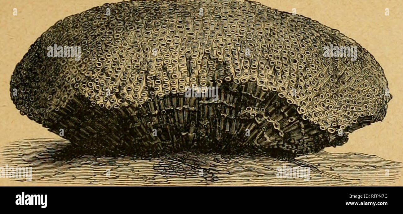 . Cassell's natural history. Les animaux ; le comportement animal. PAN (Gorgmiafluhellu LA MER. ( ^KF N. Veuillez noter que ces images sont extraites de la page numérisée des images qui peuvent avoir été retouchées numériquement pour plus de lisibilité - coloration et l'aspect de ces illustrations ne peut pas parfaitement ressembler à l'œuvre originale.. Duncan, P. Martin (Pierre Martin), 1821-1891 ; Metcalf Collection (North Carolina State University). Dnd. Londres [etc] Cassell &AMP ; Company, Limited Banque D'Images