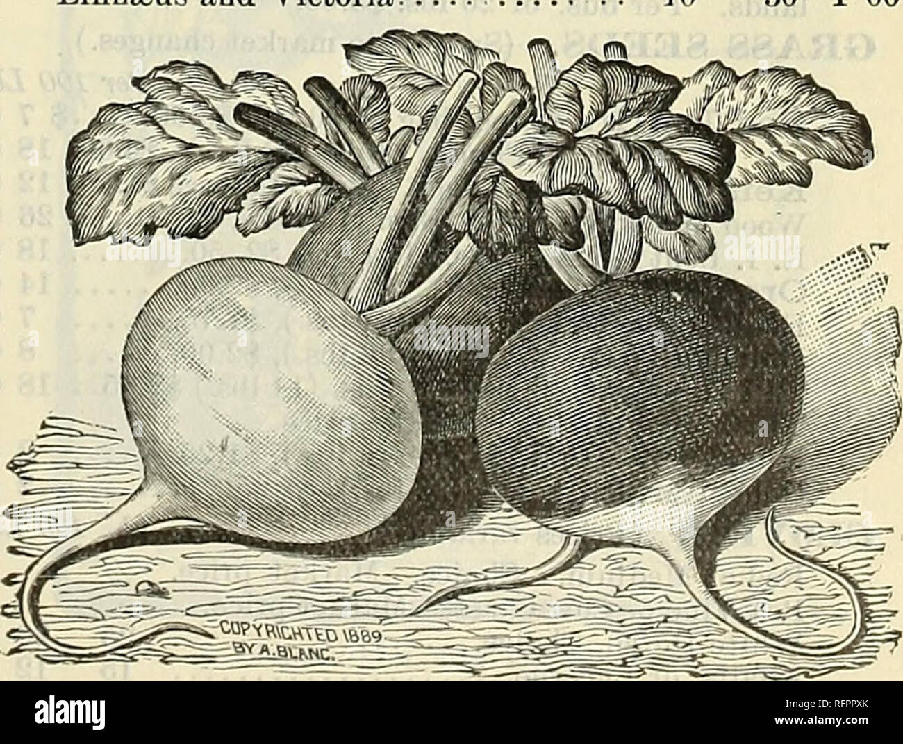 . Dreer's quarterly Liste des prix de gros de semences bulbes plantes &amp;c. outils divers engrais &amp;c. Plantes bulbes catalogues ; graines de fleurs, graines de légumes Catalogues Catalogues ; Horticulture pépinières de catalogues. L'KoIIgh Parsnin Dreer Cram panais. ^nL l'amélioration Hollow Crown P étudiant ou Guernesey le persil. La moitié gondolées, meilleures pour l'été Extra Nain Champion gondolé gondolé Moss le poivre. Grand Bell, ou nez Bull Grand sweet Spanish Ruby Red King Long Cayenne J"EAS. L'utilisation des variétés précoces. Dreer's Extra early pioneer. 2 bus. 7,50 $ l'Dreer Eureka plus tôt. 2 bus. $7.50 l'amélioration de Daniel O'Rourke.... Banque D'Images