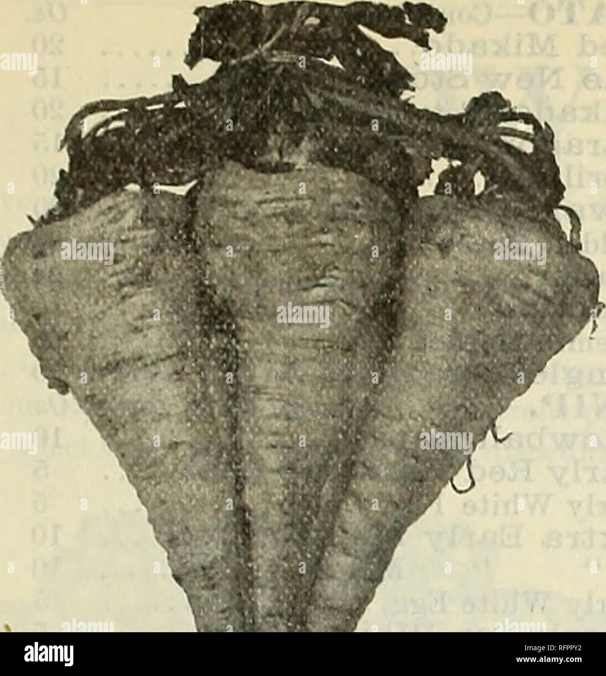 . Dreer's quarterly Liste des prix de gros de semences bulbes plantes &amp;c. outils divers engrais &amp;c. Plantes bulbes catalogues ; graines de fleurs, graines de légumes Catalogues Catalogues ; Horticulture pépinières de catalogues. DREER'S LISTE DES PRIX DE GROS. 7. L'KoIIgh Parsnin Dreer Cram panais. ^nL l'amélioration Hollow Crown P étudiant ou Guernesey le persil. La moitié gondolées, meilleures pour l'été Extra Nain Champion gondolé gondolé Moss le poivre. Grand Bell, ou nez Bull Grand sweet Spanish Ruby Red King Long Cayenne J"EAS. L'utilisation des variétés précoces. Dreer's Extra early pioneer. 2 bus. 7,50 $ l'Dreer Eureka plus tôt. 2 bus. $ Banque D'Images