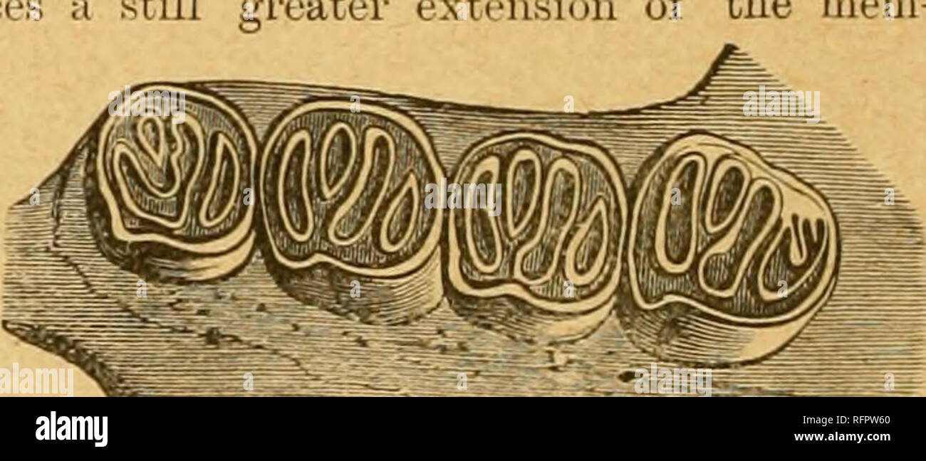 . Cassell's natural history. Les animaux ; le comportement animal. Ainsi, le processus post-orljitai ar dents sont quatre ui nombre de chaque côté, au-dessus et au-dessous, près de la même taille, et non tuberculeuses, mais avec une surface Hal, traversée par le trans- vei-se lopps de l'émail, et le palais est contractée dans irout et entaille profonde derrière. Dans le squelette nous tiud seize paii's de nervures, alors que dans les écureuils il y a seulement douze ou treize du PAII ; et l'uiternal anatomie, d'abord décrites par M. Alston, très peculiai est'. La volée- nig- membrane est qiite comme en grande partie développés comme dans le grand polatouche, et Banque D'Images