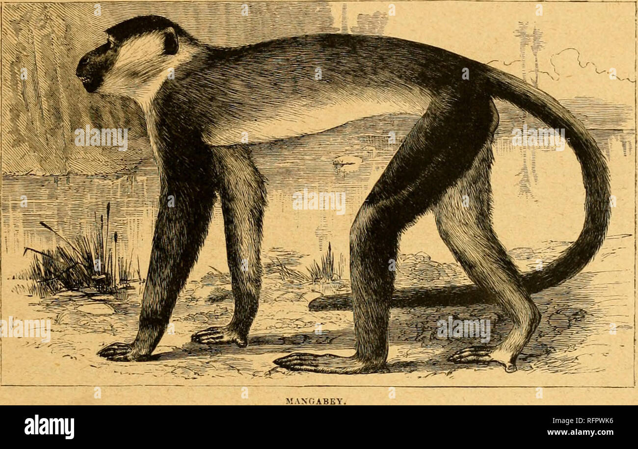 . Cassell's natural history. Les animaux ; le comportement animal. Le CERCOCÈBE couronné. U3 de muscles que le plus agile de leurs alliés. Ils sont friands d'effectuer leur queue inversée, afin d'i" sur une ligne parallèle à la partie supérieure de l'arrière, et theii- commun expression de dégoût est de montrer leurs dents en relevant la lèvre supérieure. Elle est toujours gentille, frolicsome, et de bon caractère. Sii- William Jardius. mentionne une femelle en M. Wombwell's Menagerie qui était la plus animée, et Broderip dit :-" Elle a fait un grand nombre des comportements des plus expérimentés et arlequins, était remarquablement proprement et attention à ne pas le sol Banque D'Images